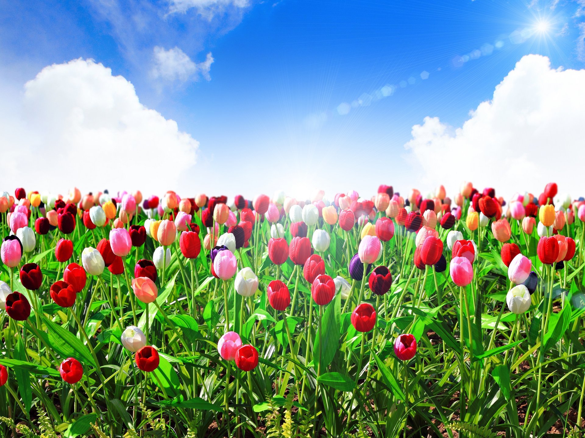 blumen tulpen sommer himmel blau wolken sonne strahlen natur