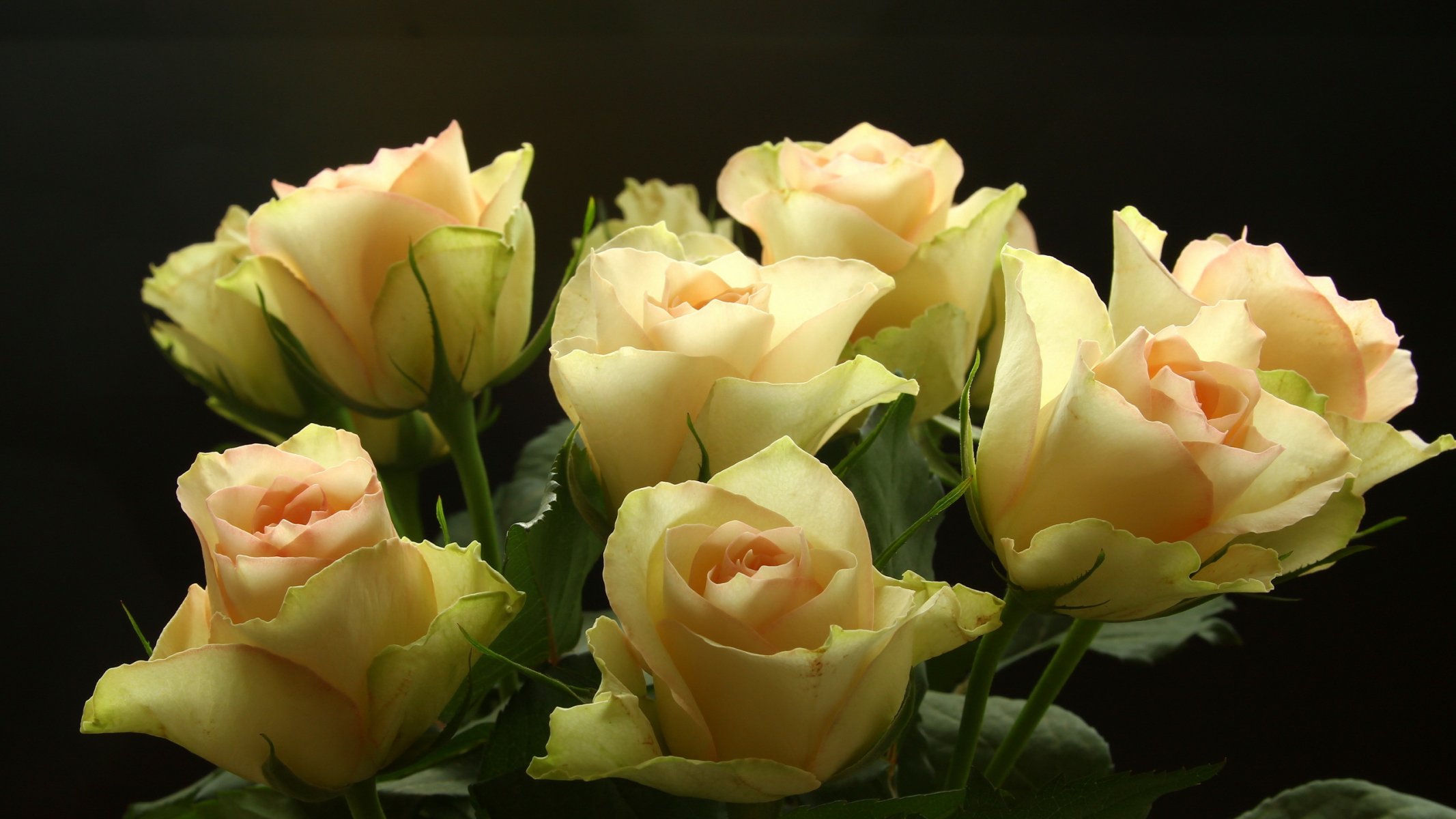 flower roses close up