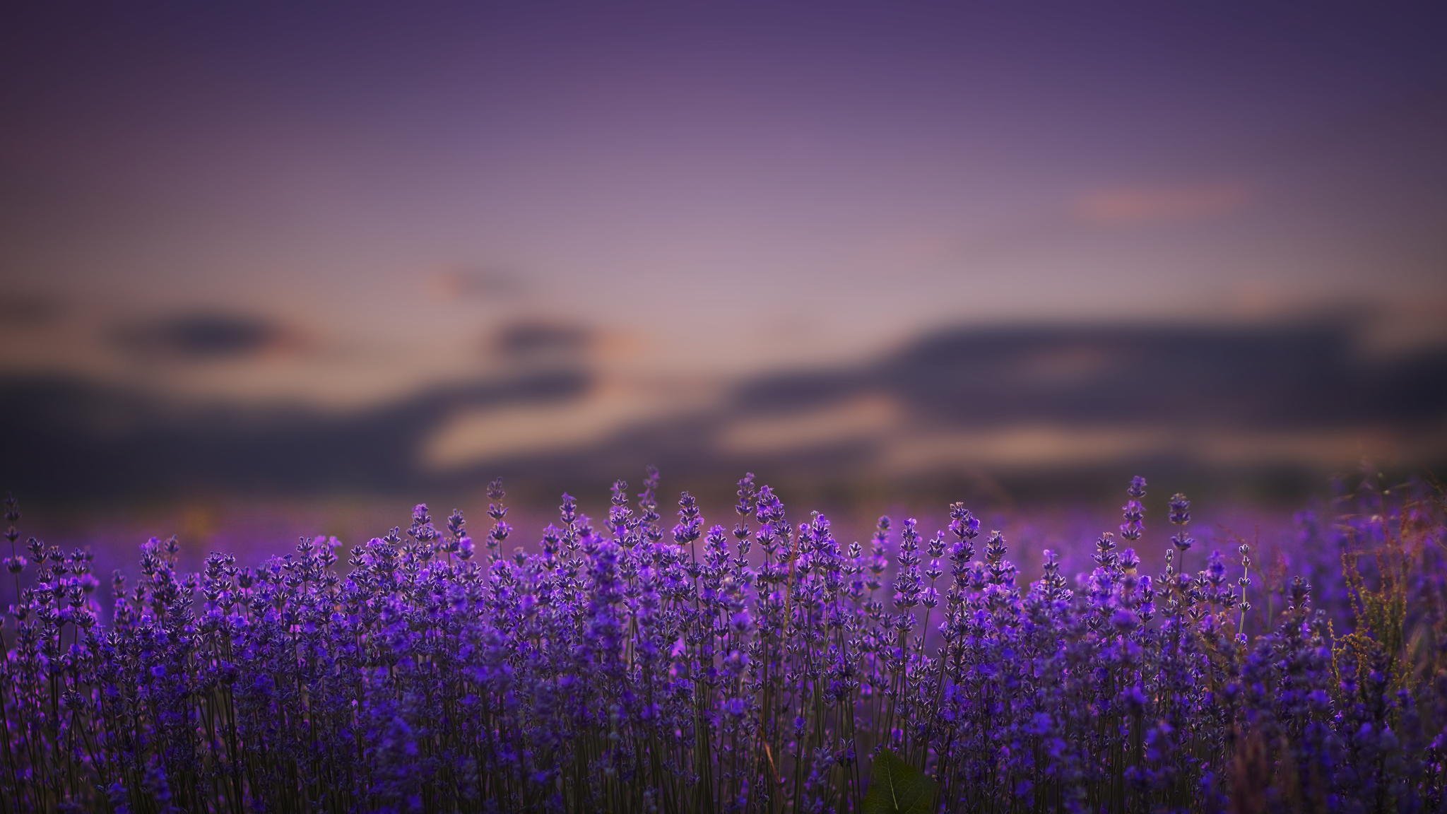 lavender flower purple nature