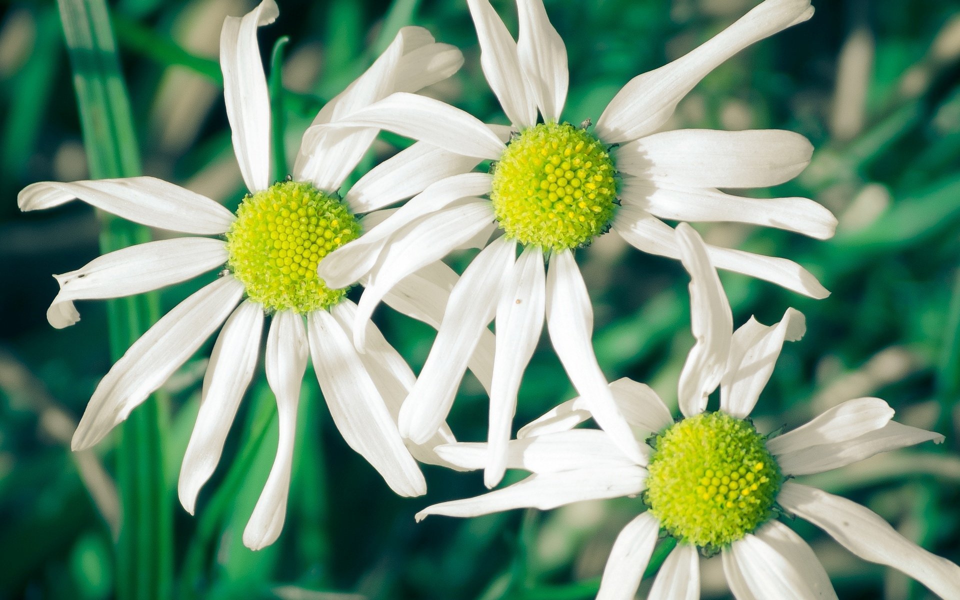 blumen blumen gänseblümchen weiß blütenblätter grün hintergrund tapete widescreen vollbild widescreen widescreen