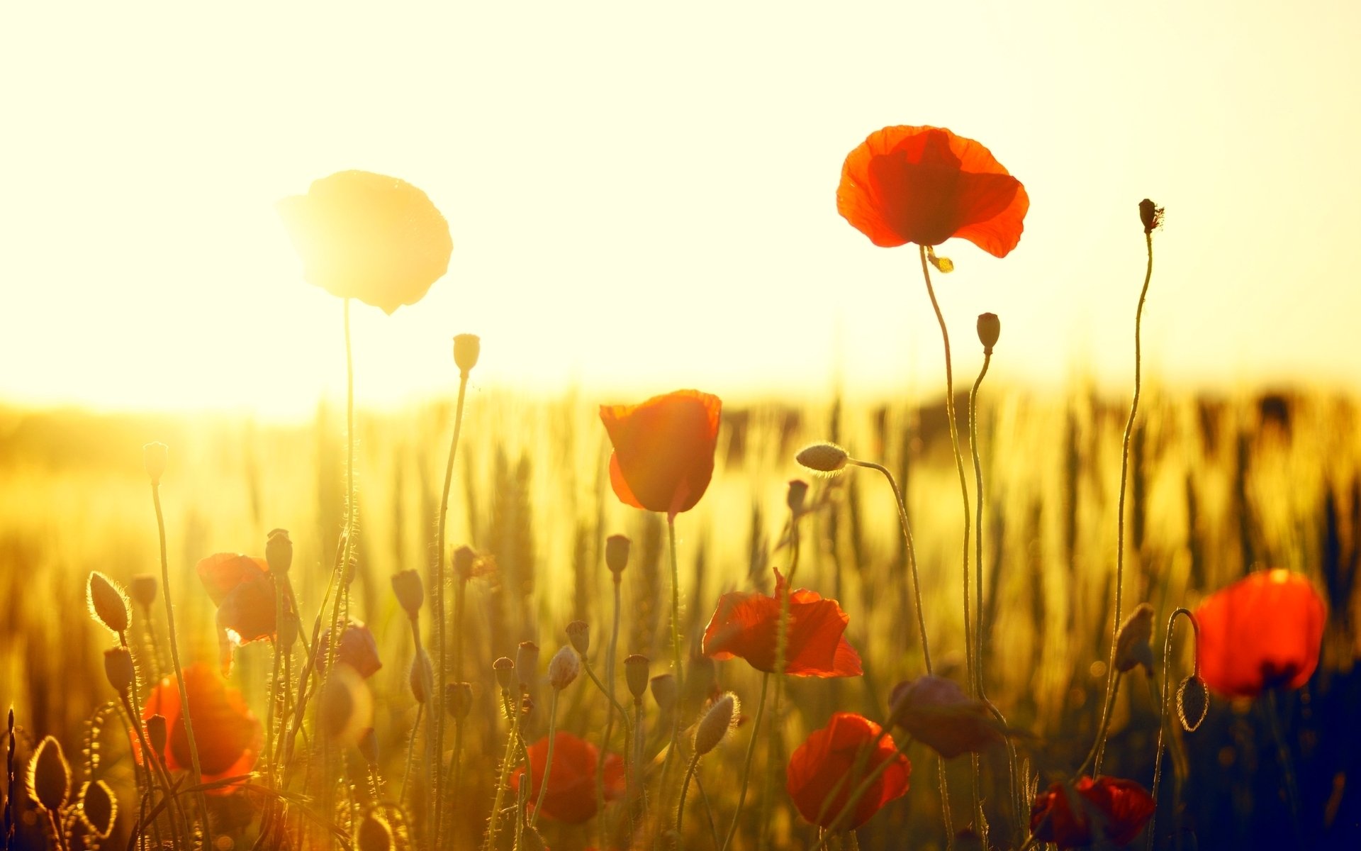 blumen blümchen blümchen mohn mohn rot feld sonne hintergrund tapete widescreen vollbild widescreen widescreen