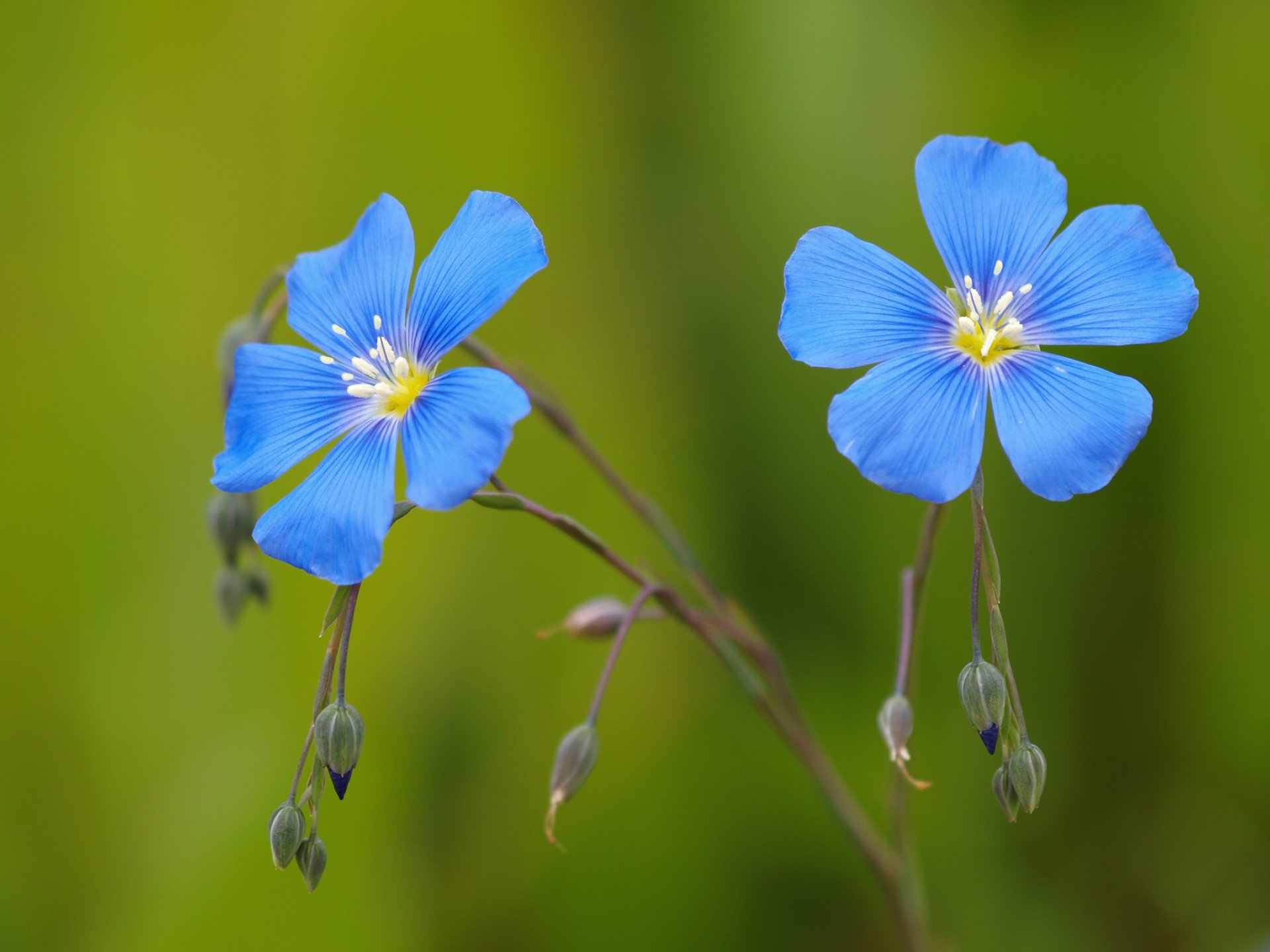 flores azul lino brotes fondo