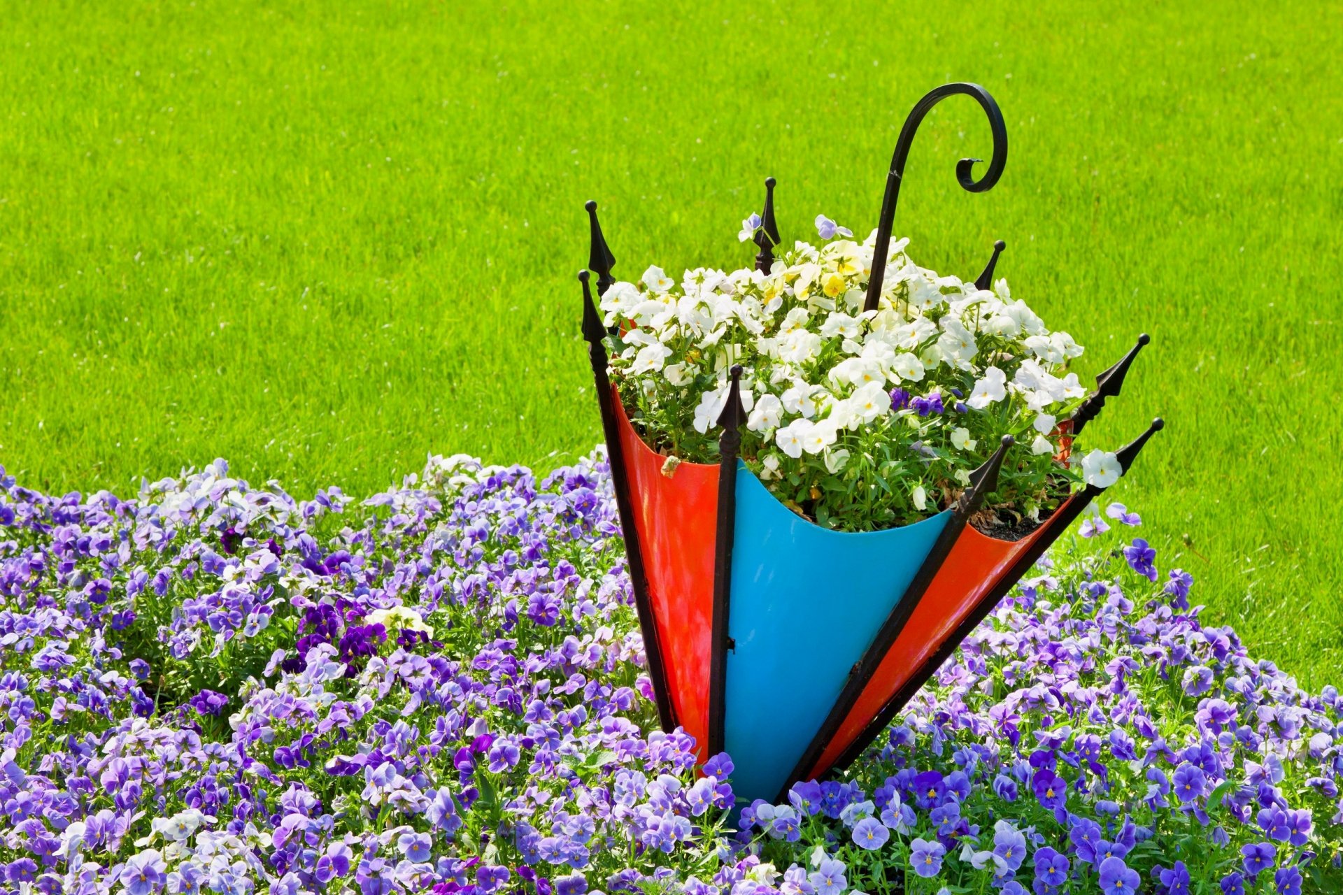 pensées viola parterre de fleurs parapluie