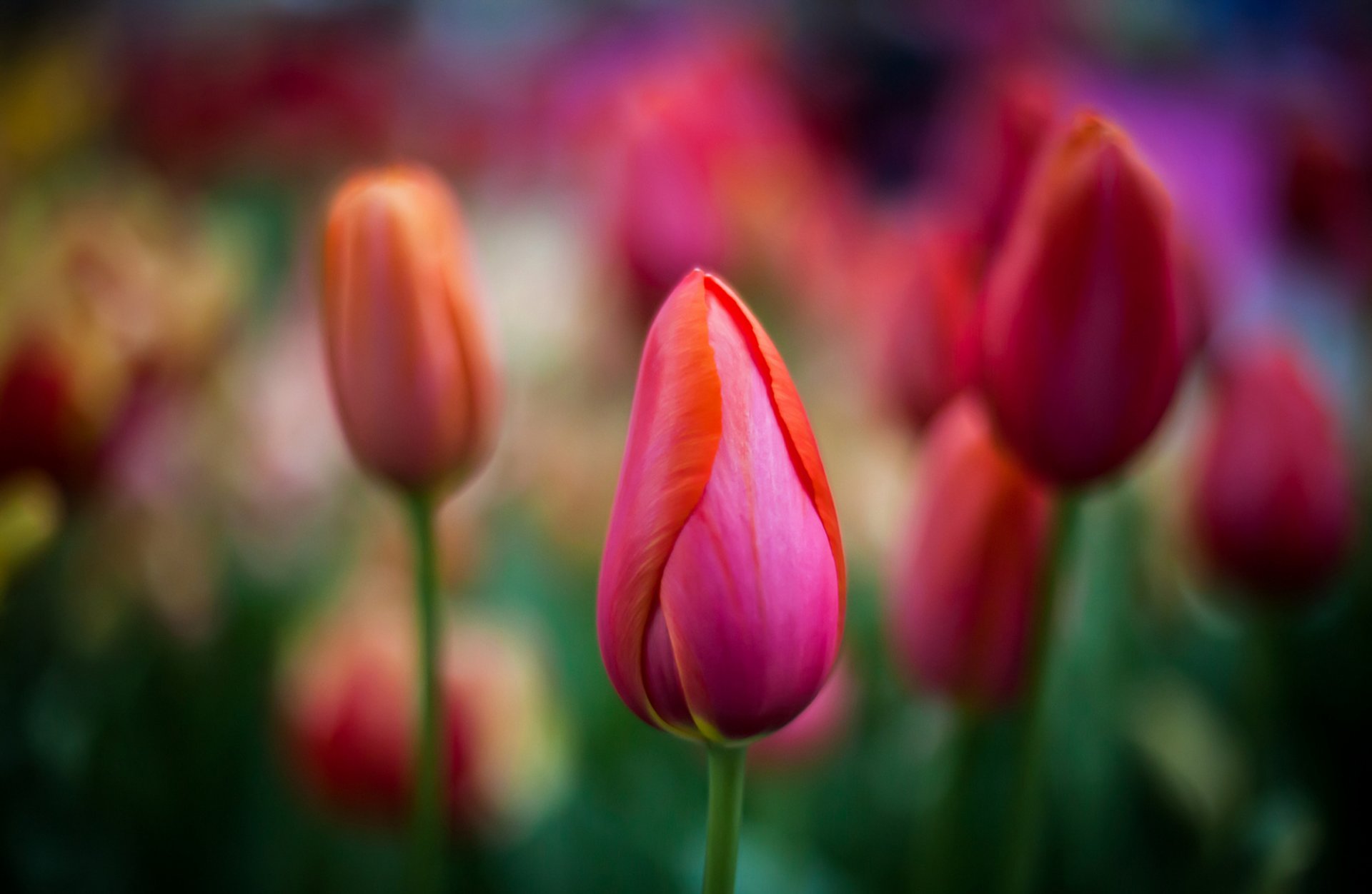 flores tulipanes rojos capullos macro