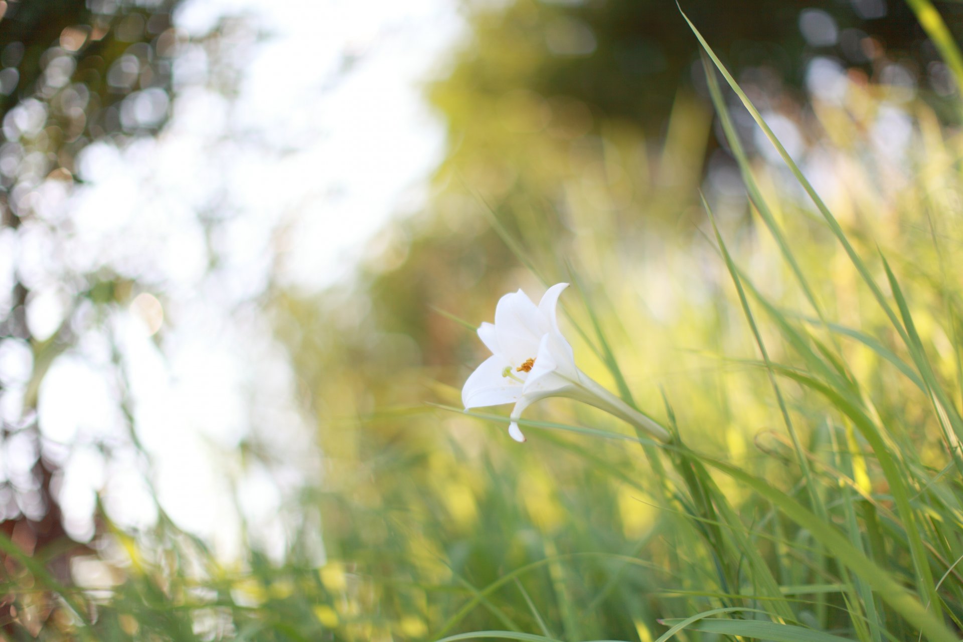 fleur blanc plantes herbe clairière nature été soleil lumière éblouissement chaleur gros plan