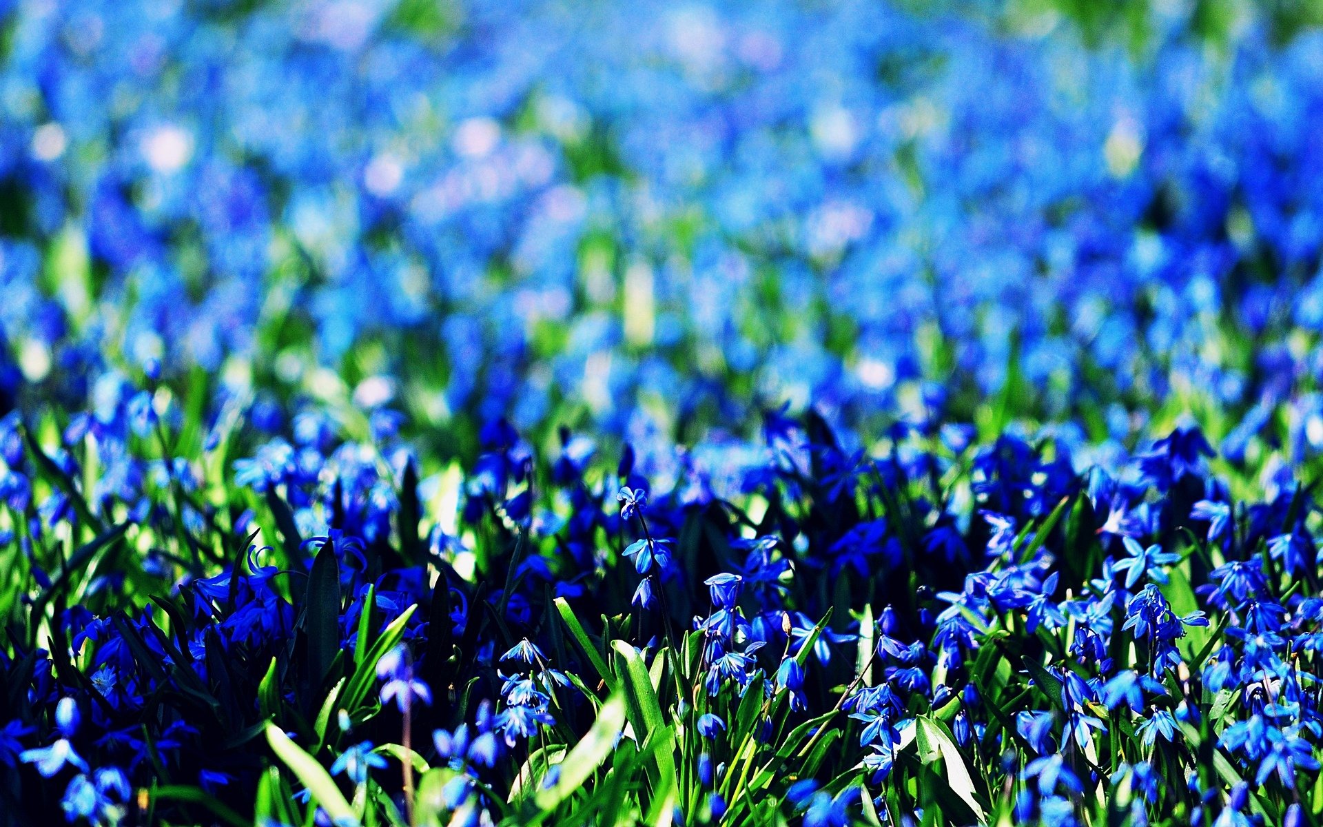 fleurs fleurs bleu bleu champ fond bleu papier peint écran large plein écran écran large écran large