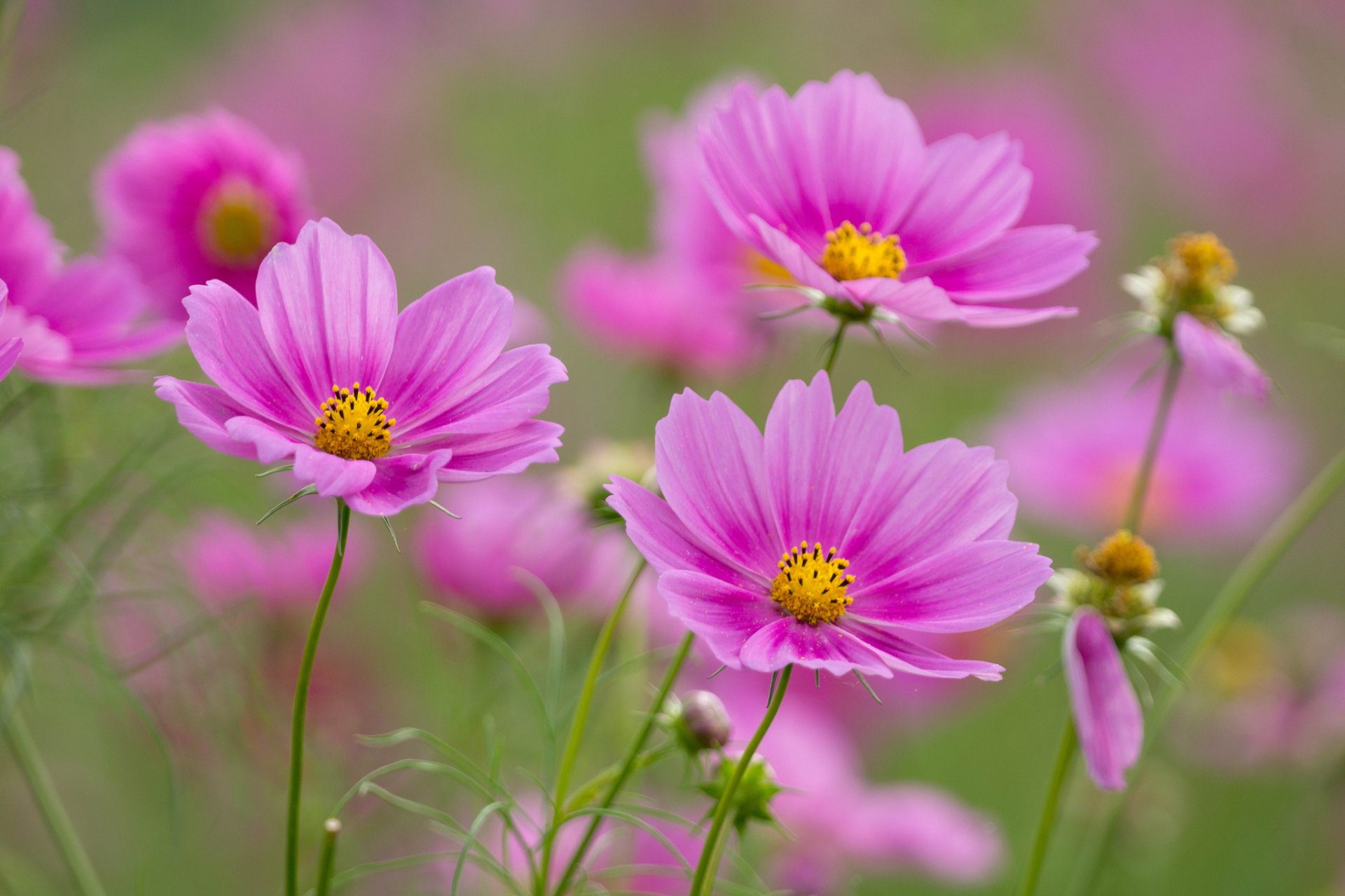 fleurs rose cosmée