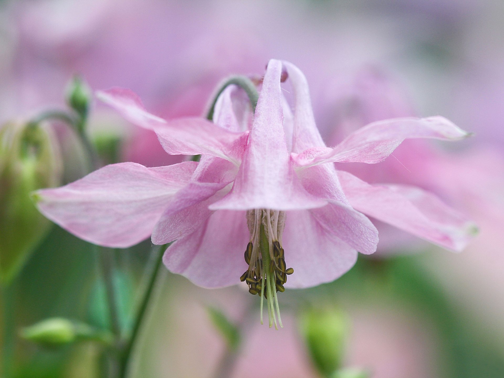 flower pink tender aquilegia orlik watershed