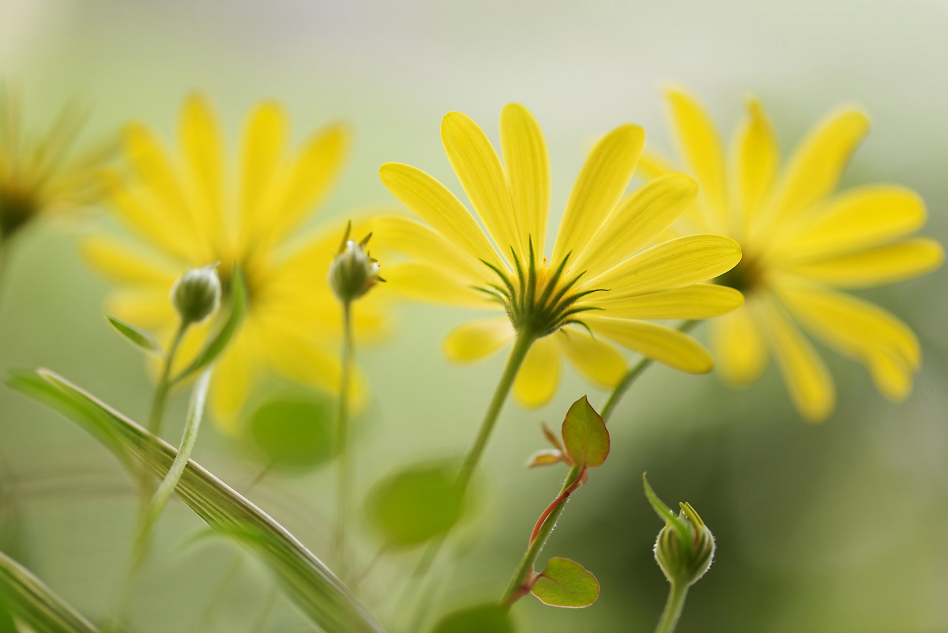 blumen gelb blütenblätter knospen hintergrund