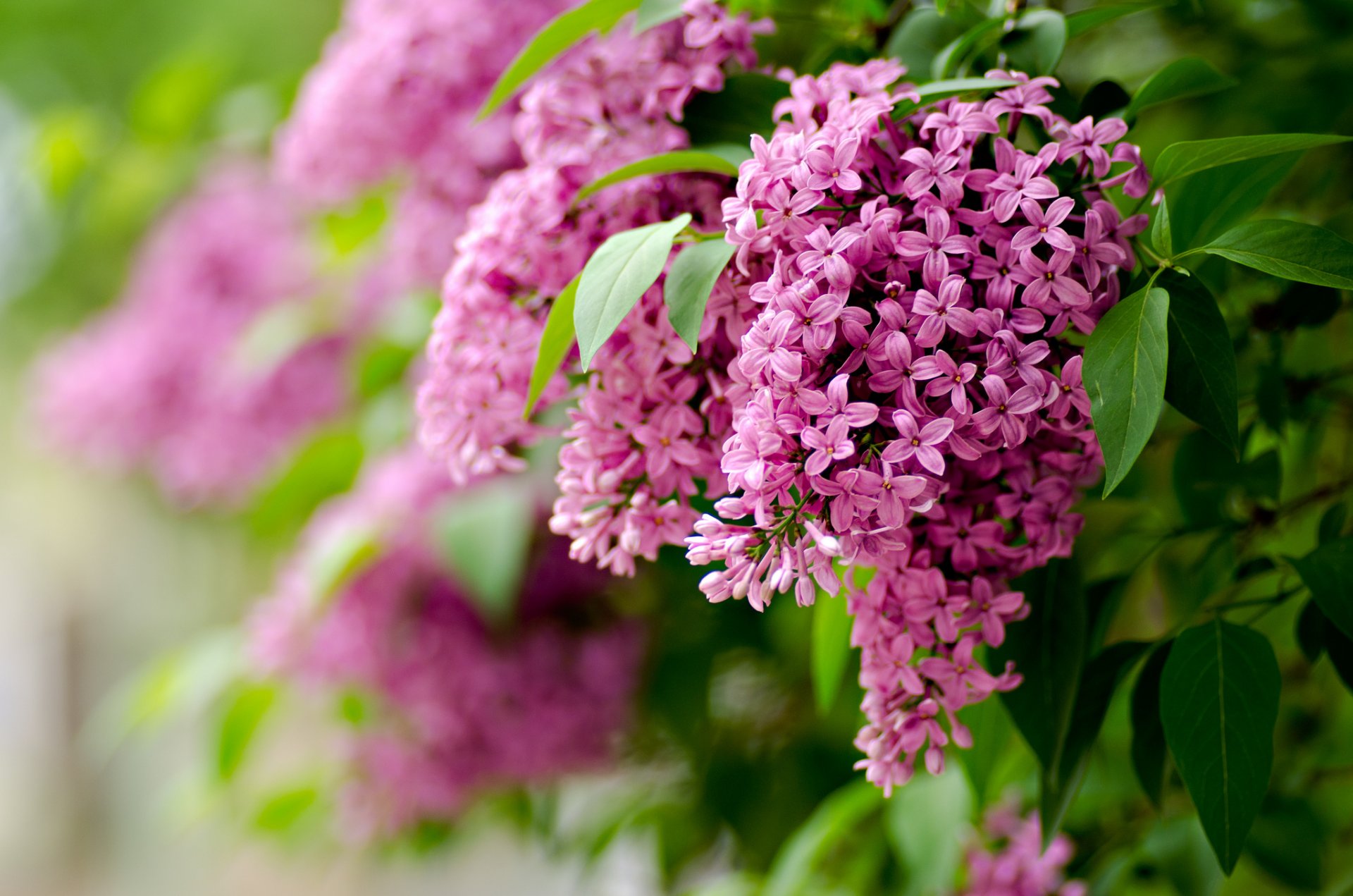 lilas fleurs branches feuilles mise au point flou printemps nature