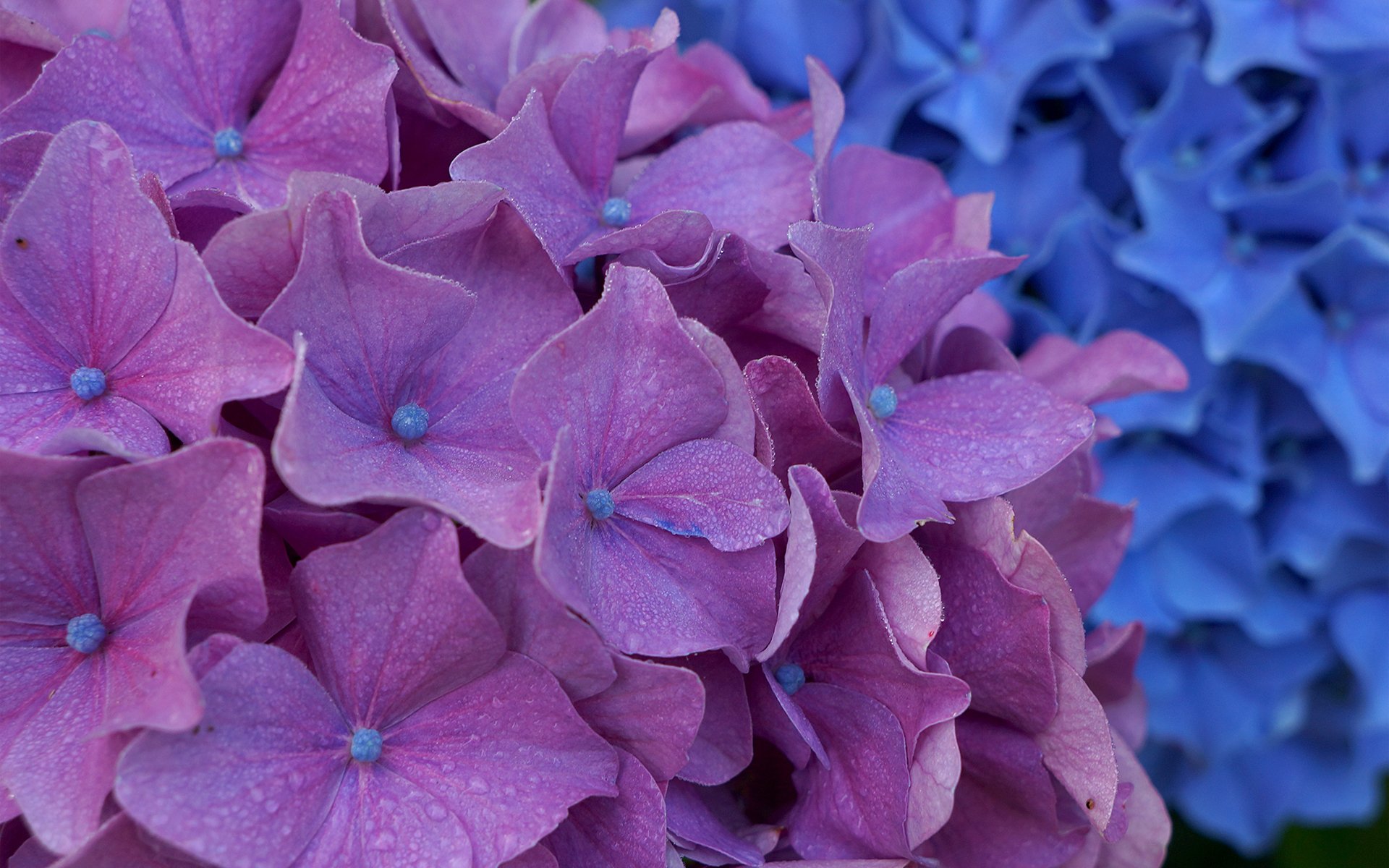 blumen hortensie blütenstand lila