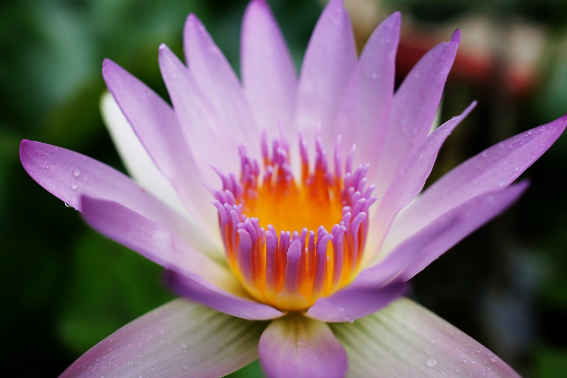 water lily water lily flower purple petals drops close up