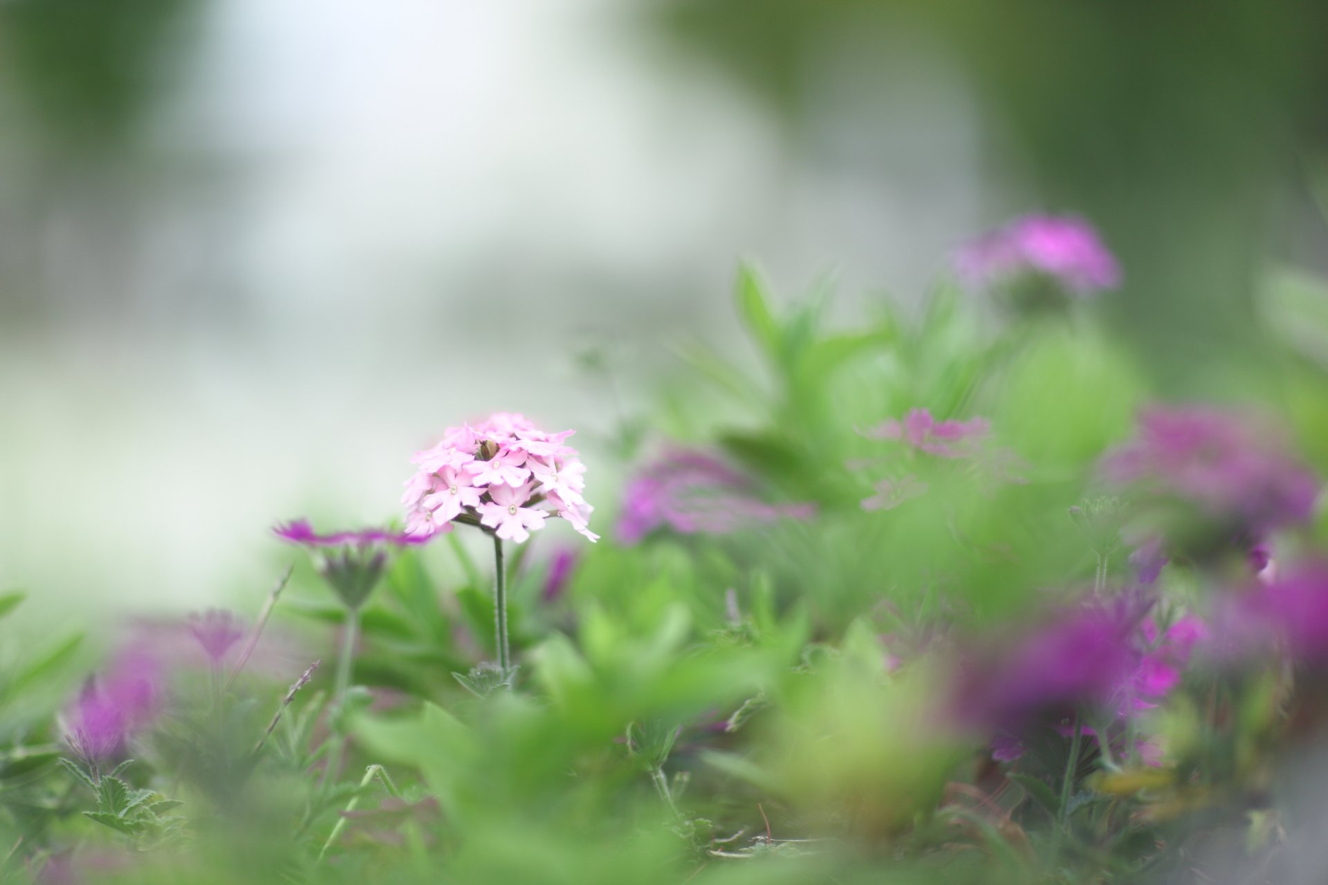 flowers pink purple grass green greenery blurriness spring macro nature