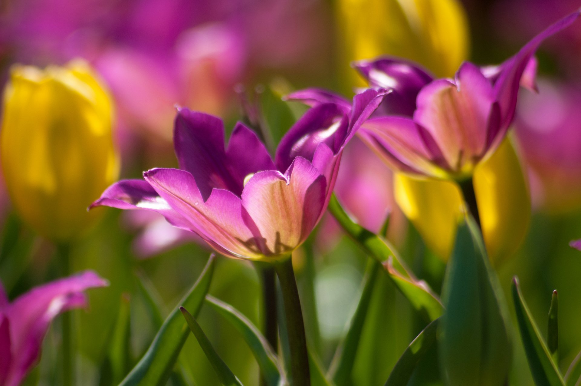 tulips petals close up