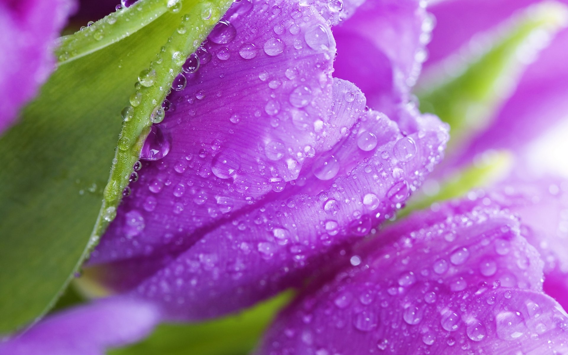 tulips flowers purple beauty leaves petals dew