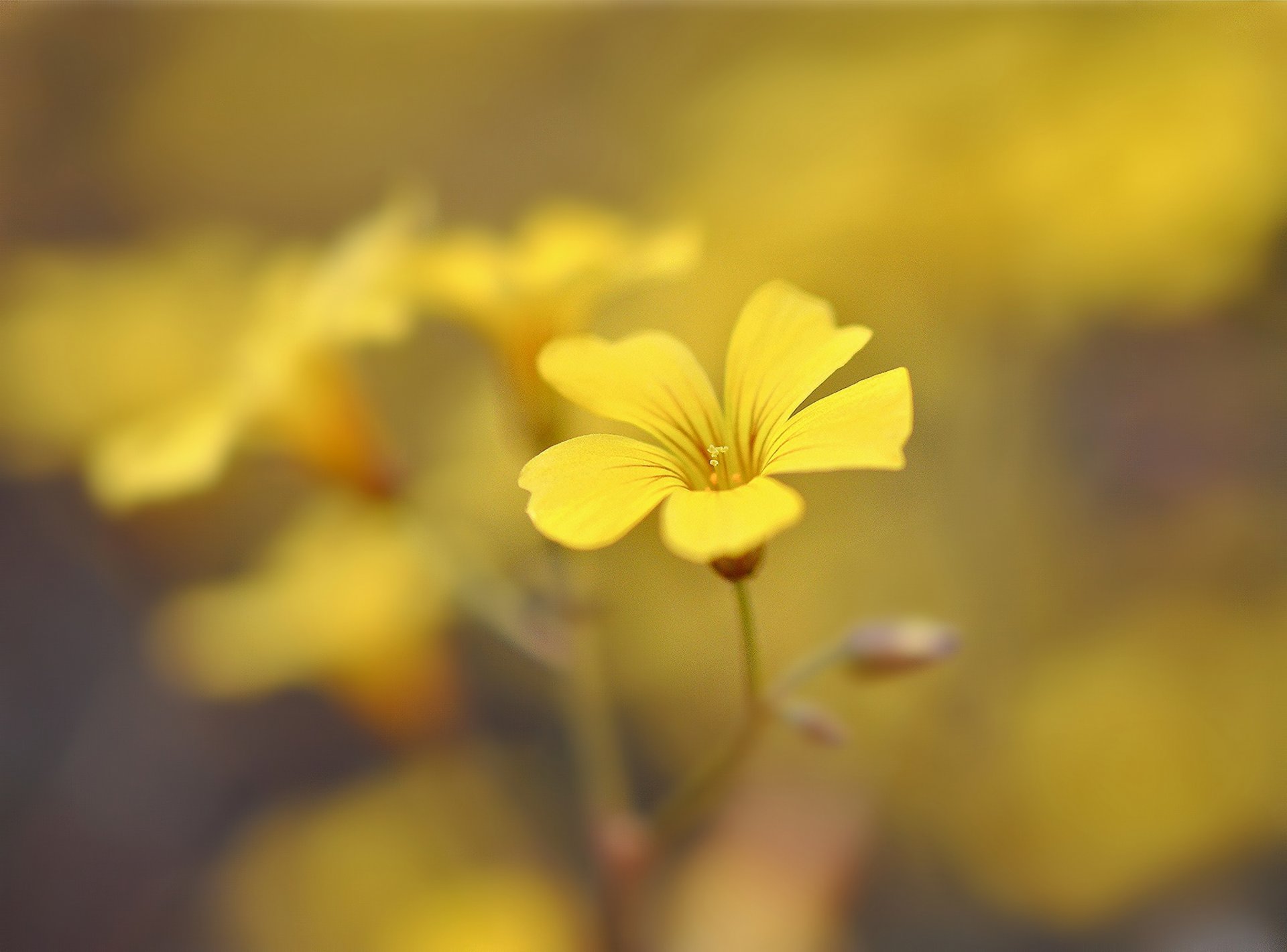 fiori fiore giallo petali sfocatura fiore sfondo carta da parati widescreen schermo intero widescreen widescreen