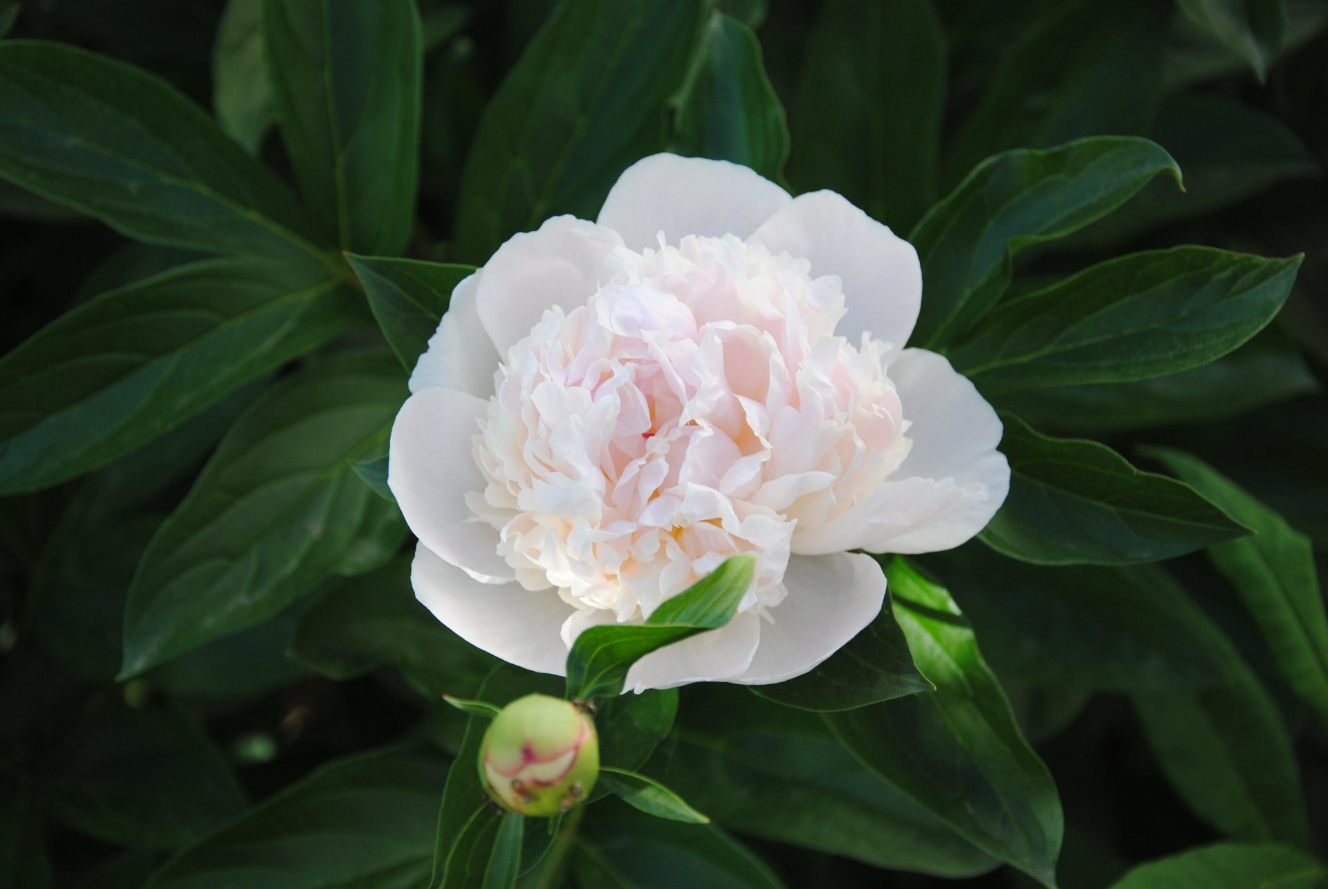 fiori peonia verde