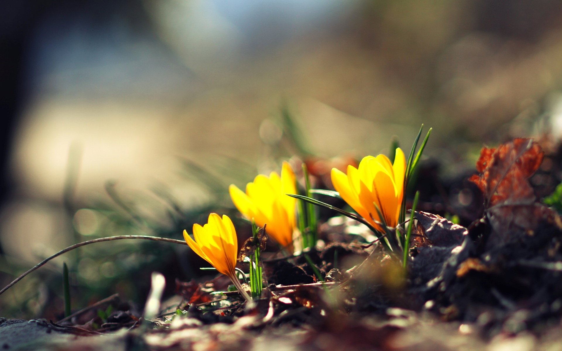 flowers flowers flower yellow green blur bokeh background wallpaper widescreen fullscreen widescreen