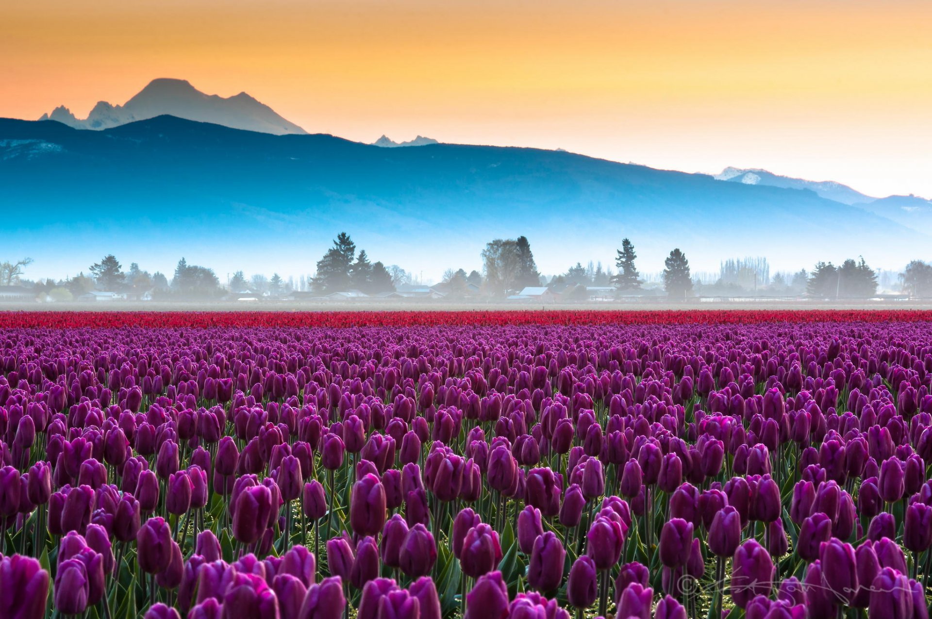 champ fleurs tulipes montagnes brume