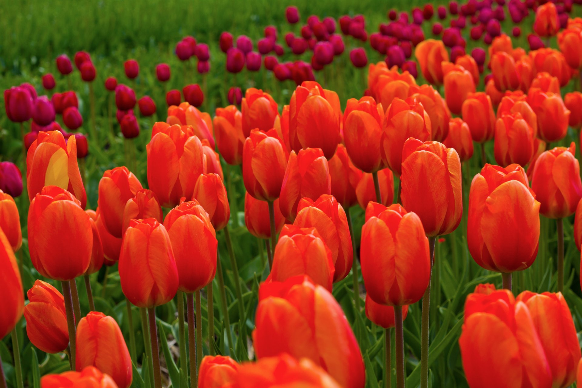 tulipanes flores rojo rosa campo naturaleza