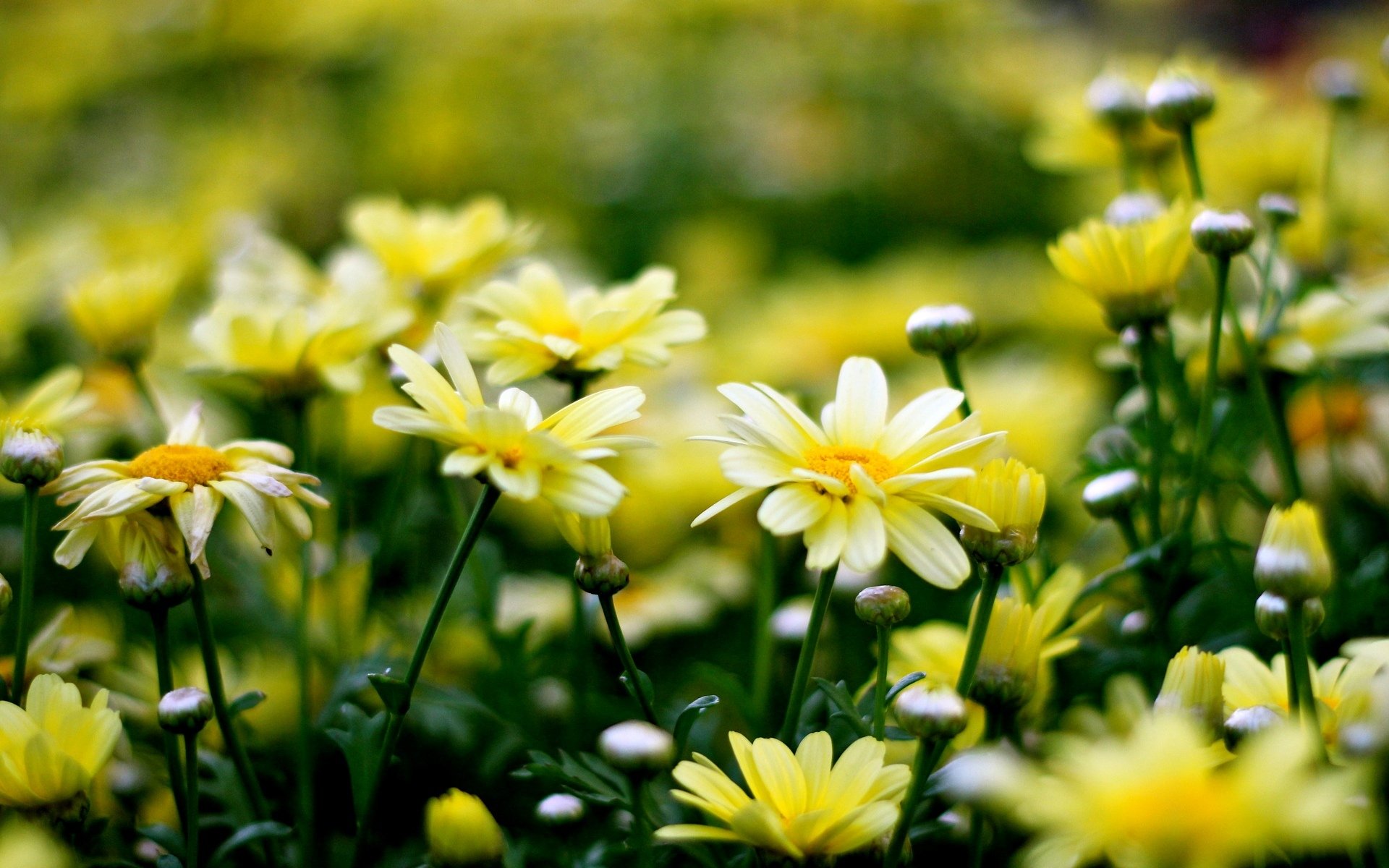 blumen blümchen blume gelb hintergrund tapete widescreen vollbild widescreen widescreen