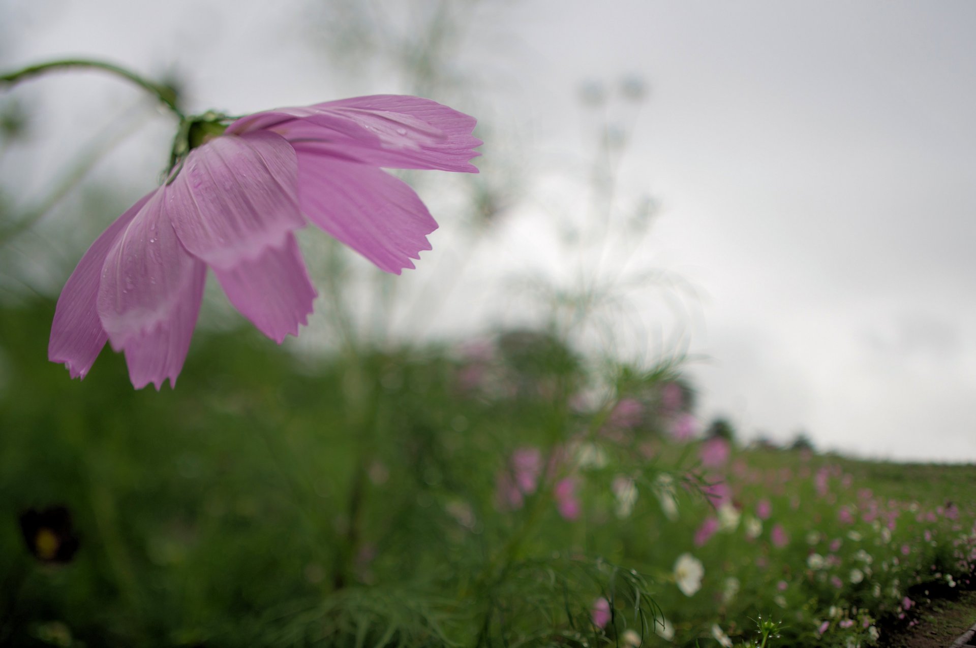 kosmea rosa weiß blumen blütenblätter feld makro unschärfe grau himmel bewölkt