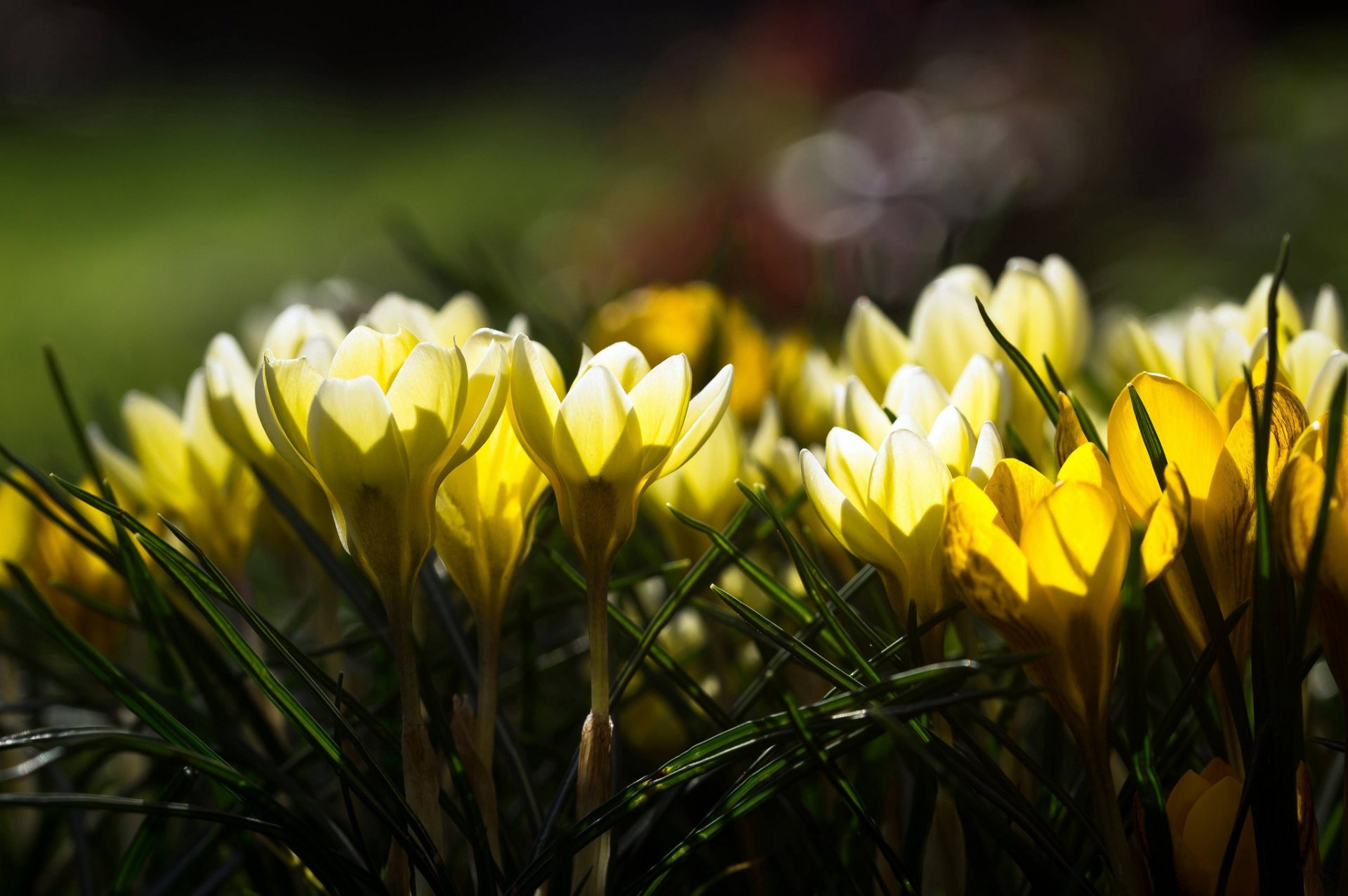 flores primavera amarillo azafrán resplandor luz