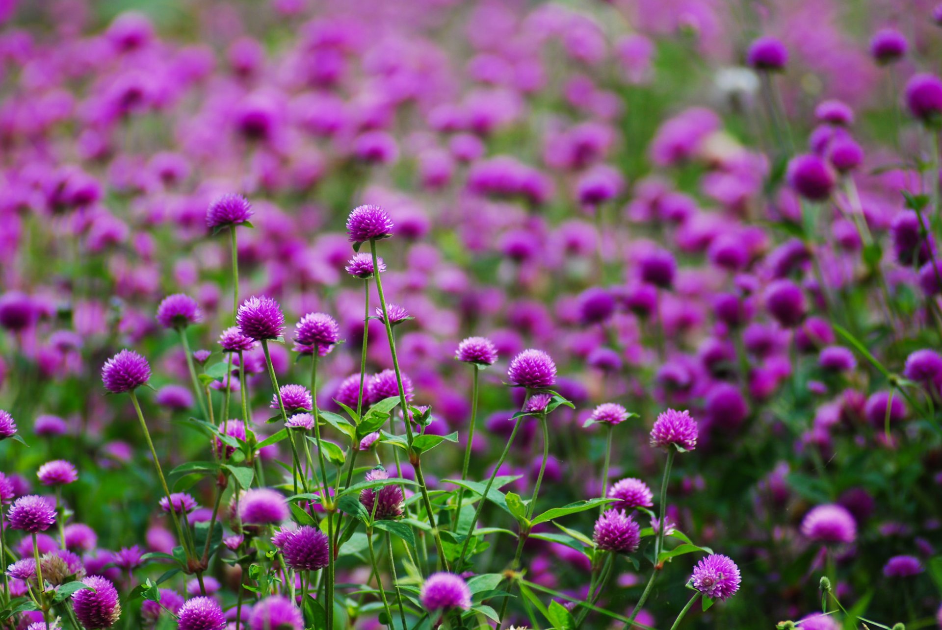 purple flower field blur