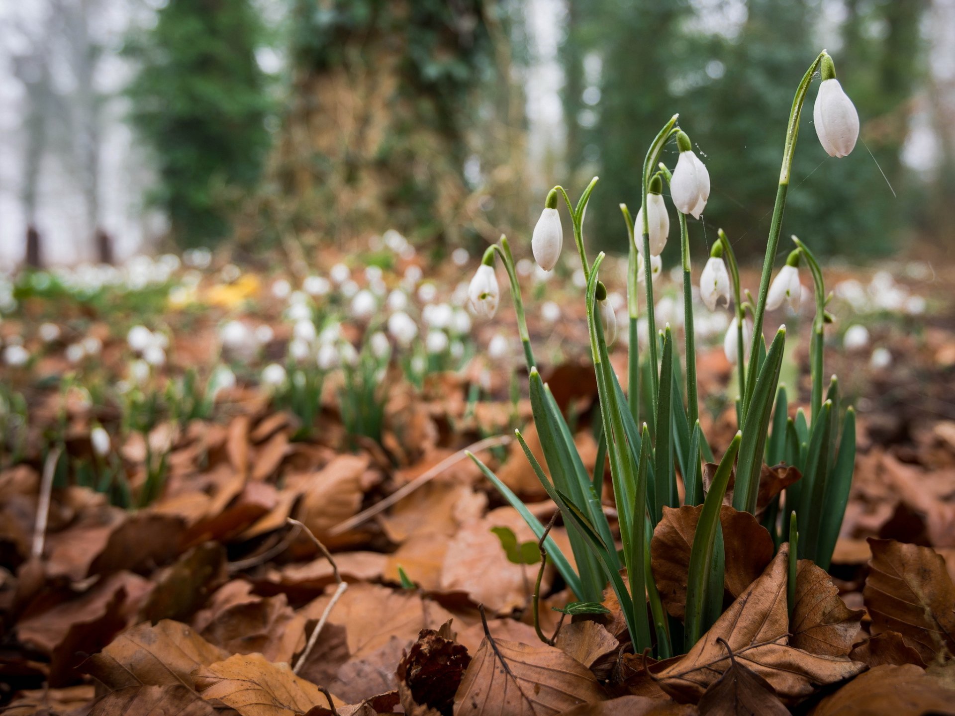 forest leaves dry spring flower snowdrop