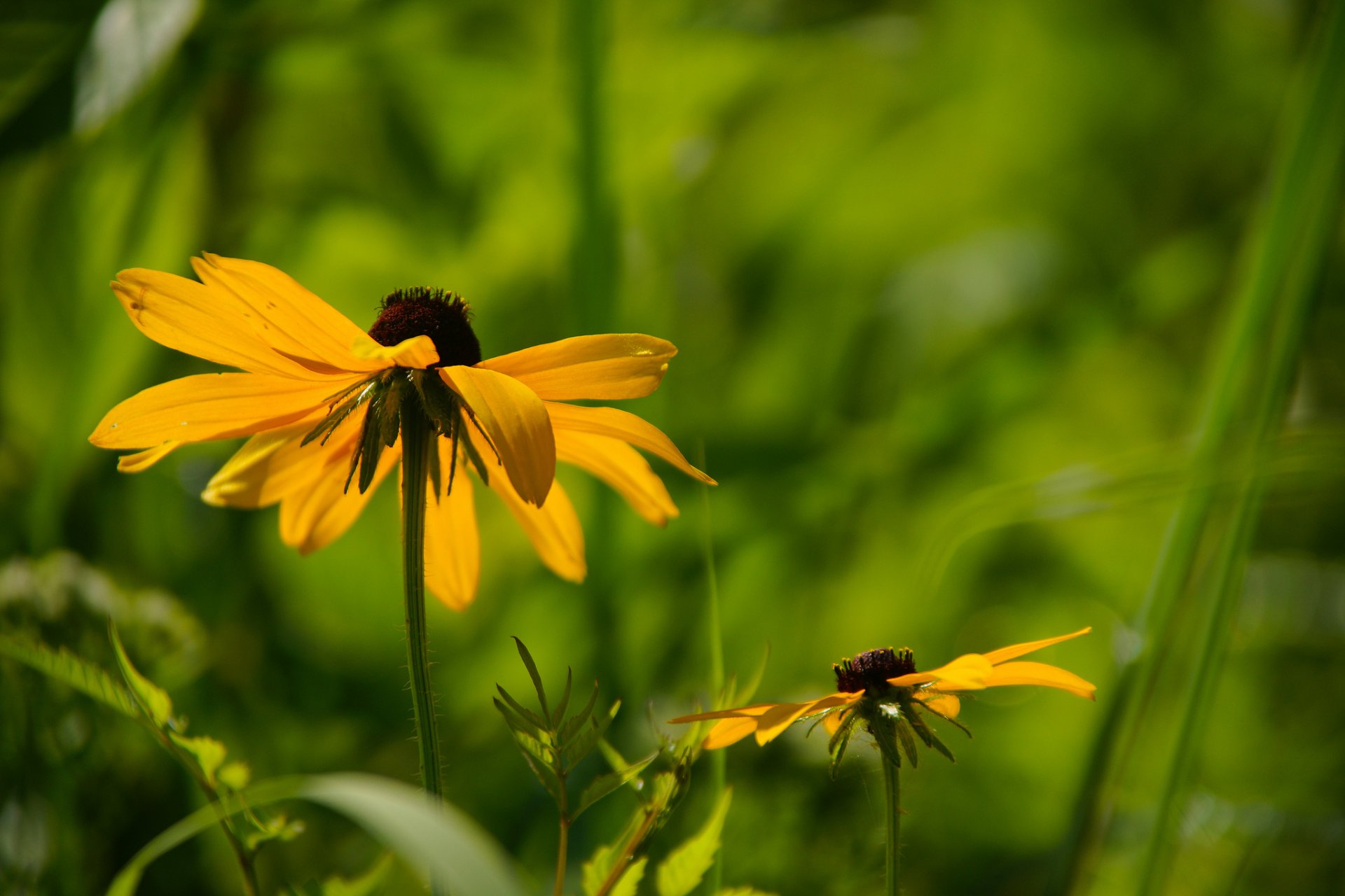 fiori giallo rudbeckia erba foglie sfondo