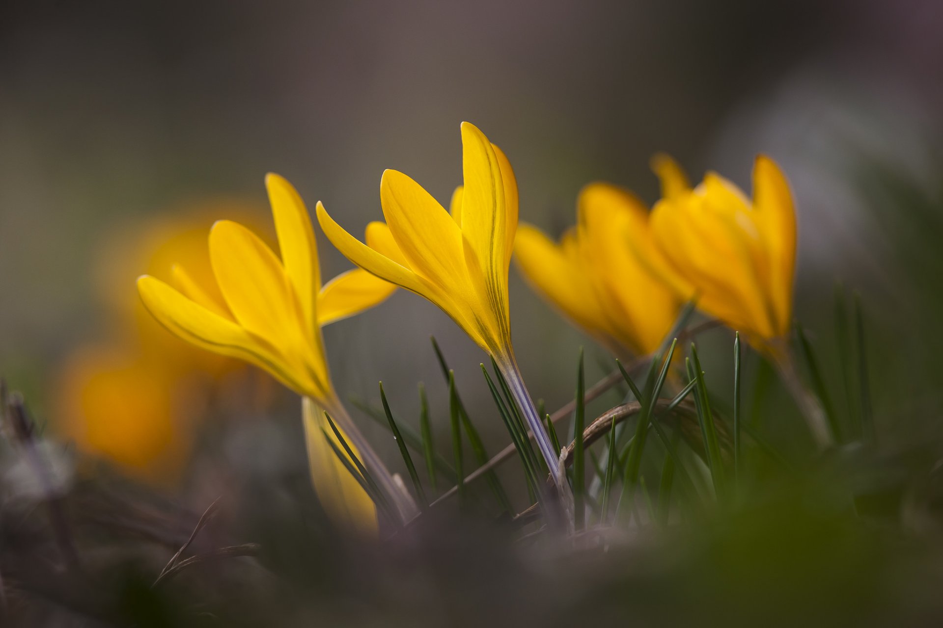 krokusse gelb blumen blütenblätter gras frühling makro fokus unschärfe