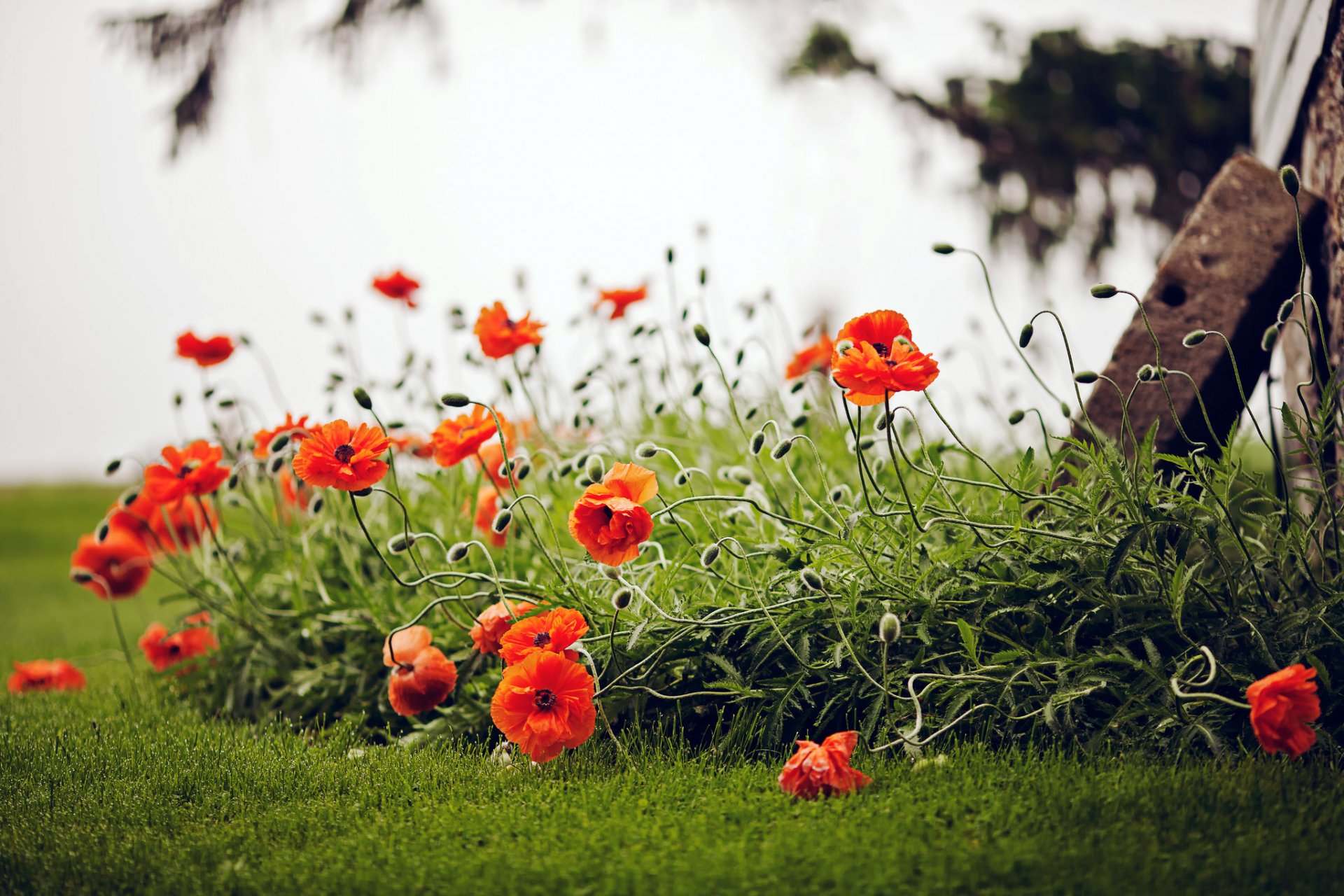 poppies red flower grass the field nature green summer