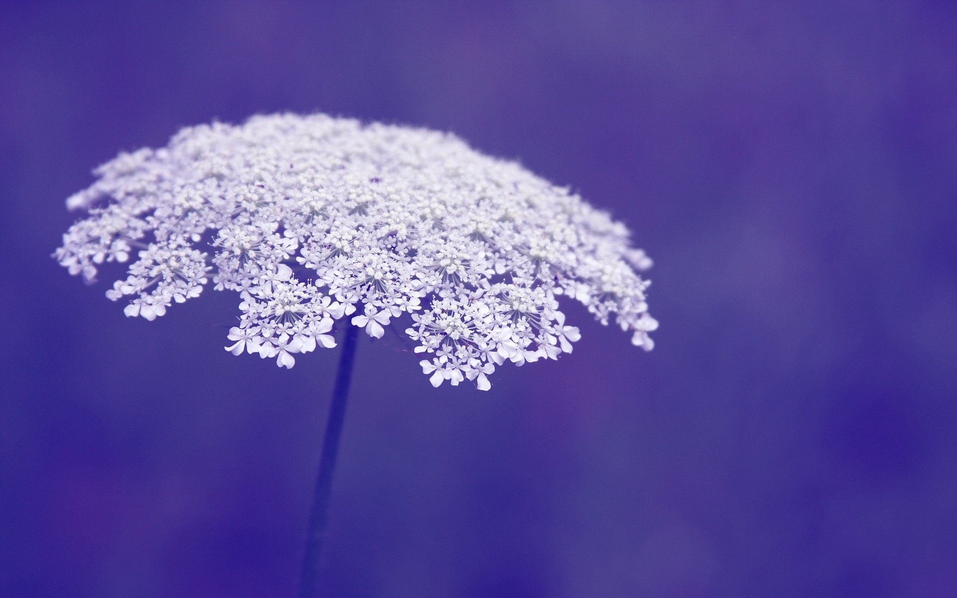 blumen blümchen blume makro makro lila hintergrund tapete widescreen vollbild widescreen widescreen