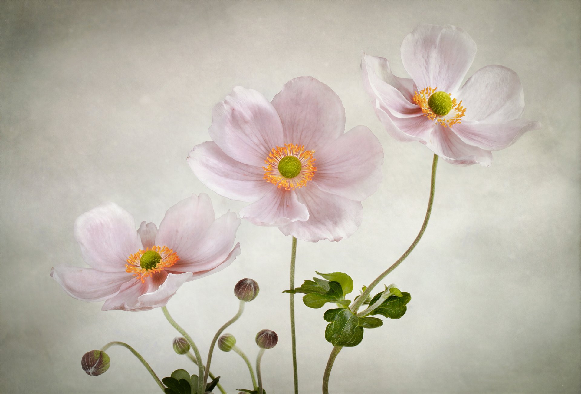 flower pink sweet anemones background