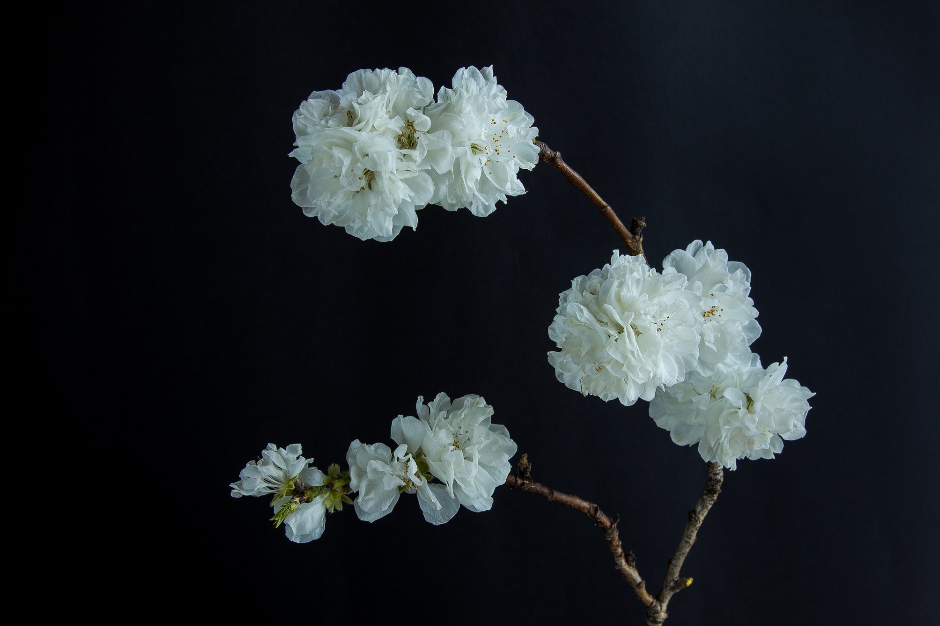 branch flower white bloom black background