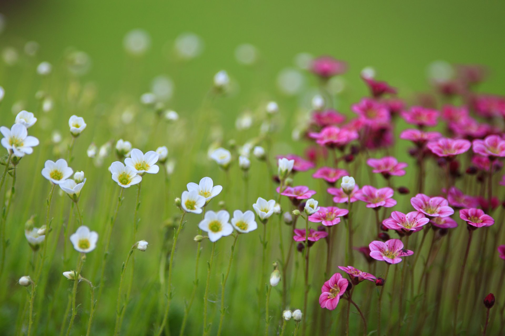 campo flores blanco rosa desenfoque