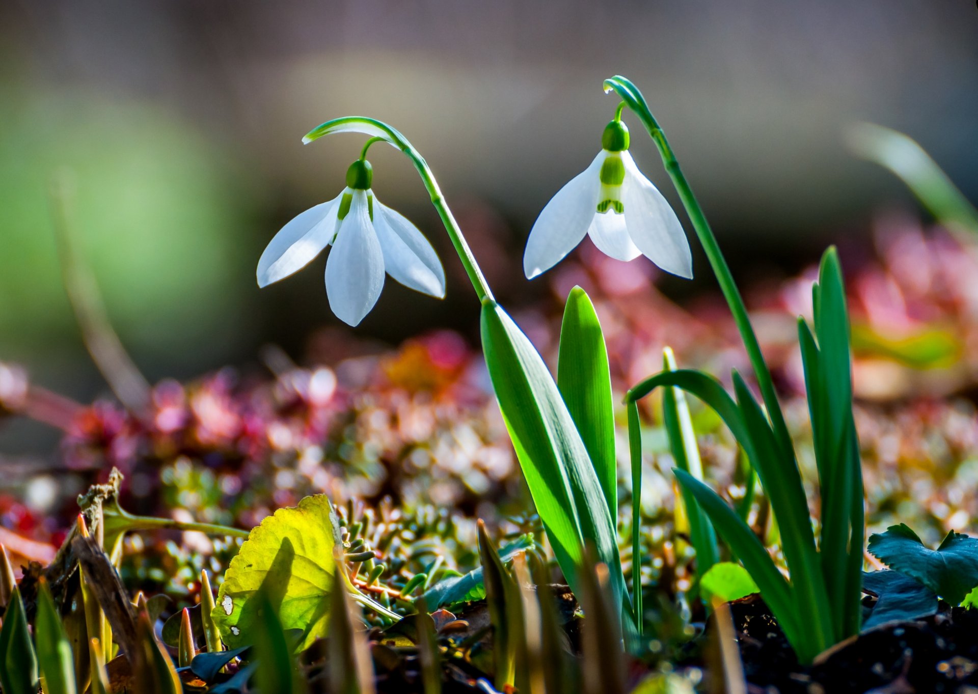 campanillas de invierno primavera naturaleza