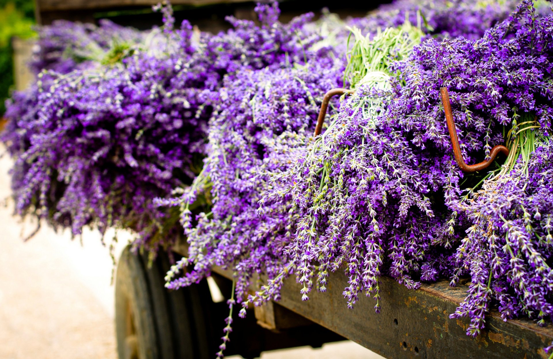 lavanda fiori viola rimorchio