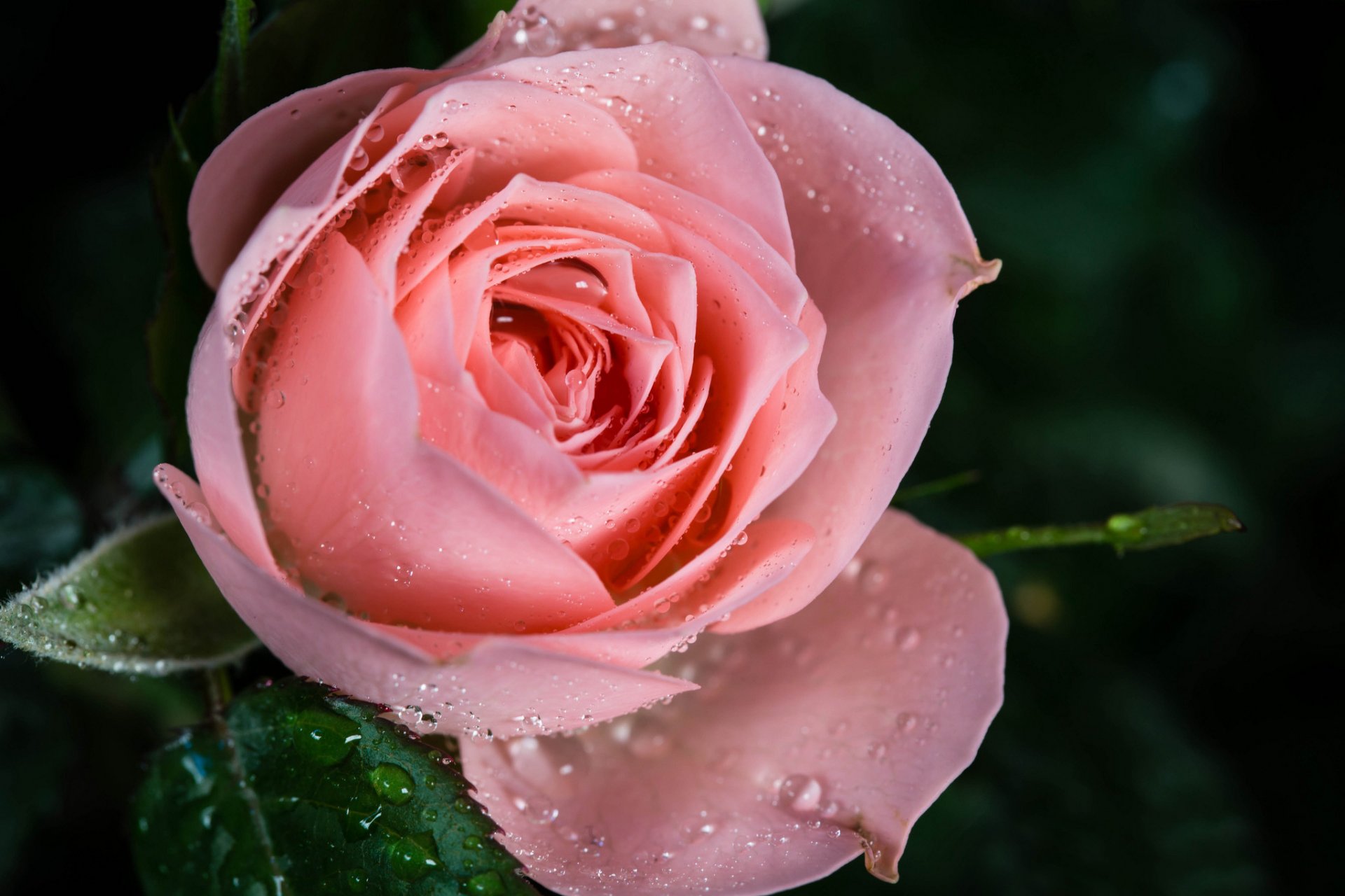 rose pink drops rosa close up