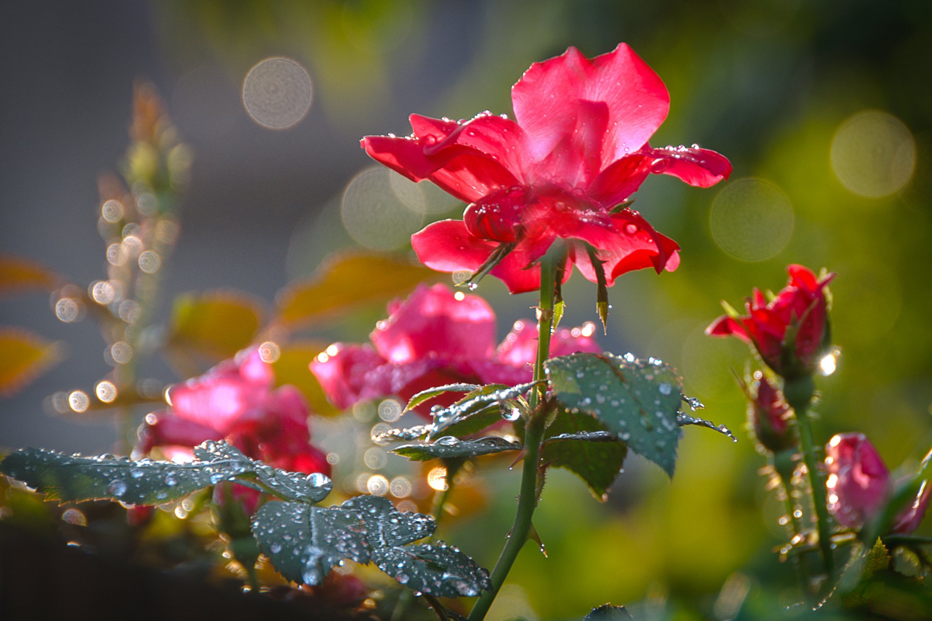 fleurs rose rouge rosée pétales gros plan