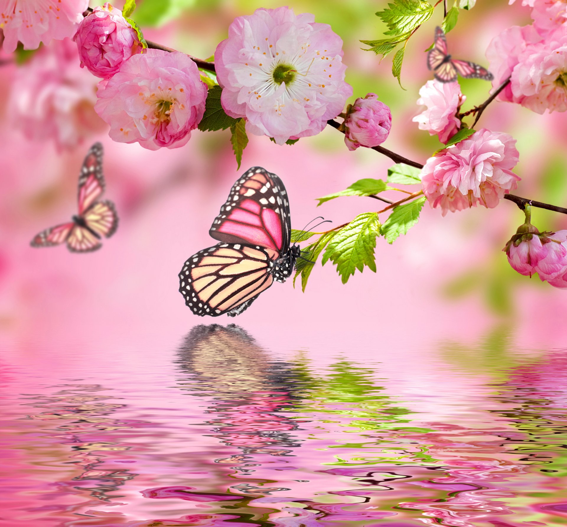 pring flower pink flowers butterflies reflection water spring flowering butterflie