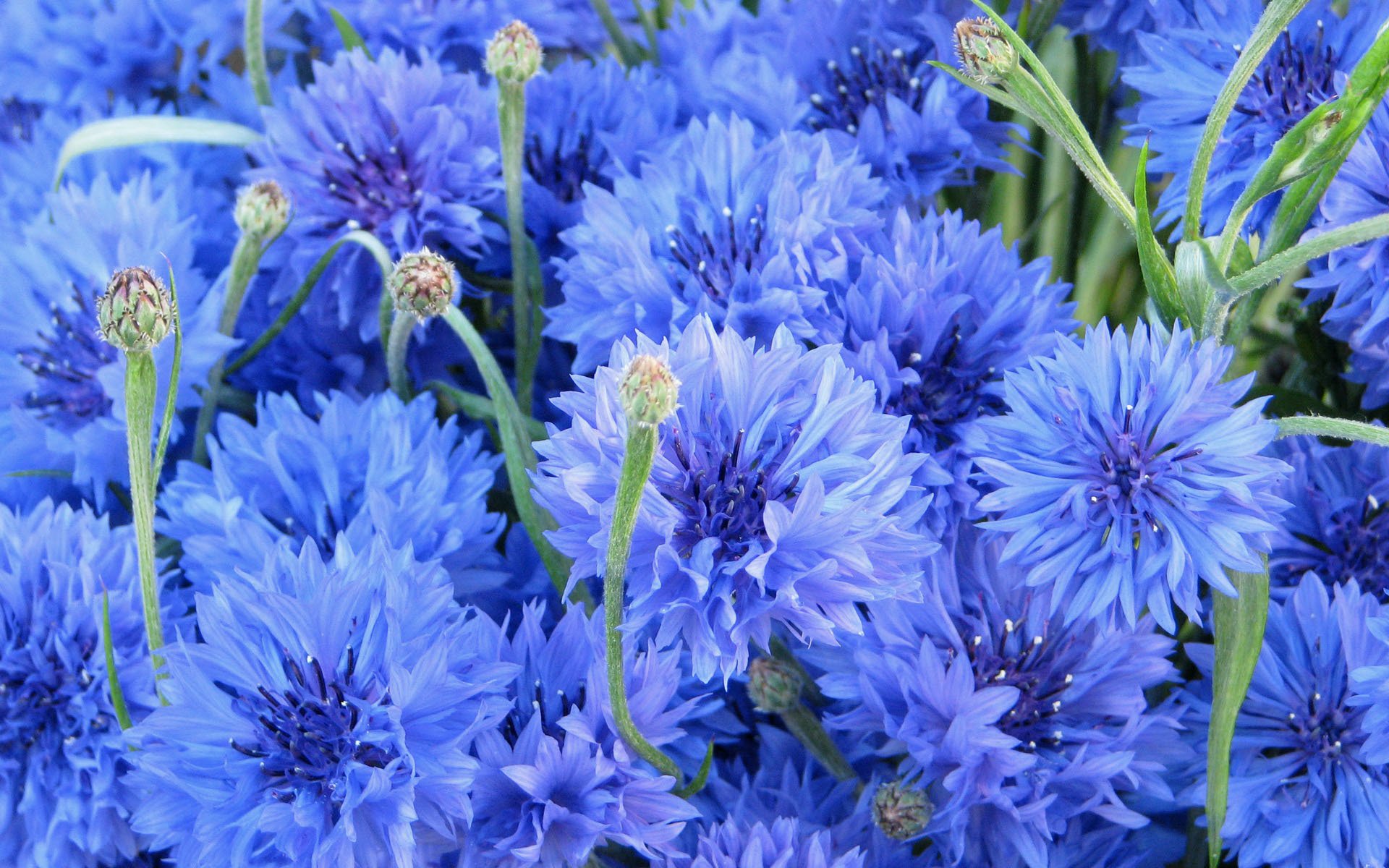 cornflowers flowers blue cornflower