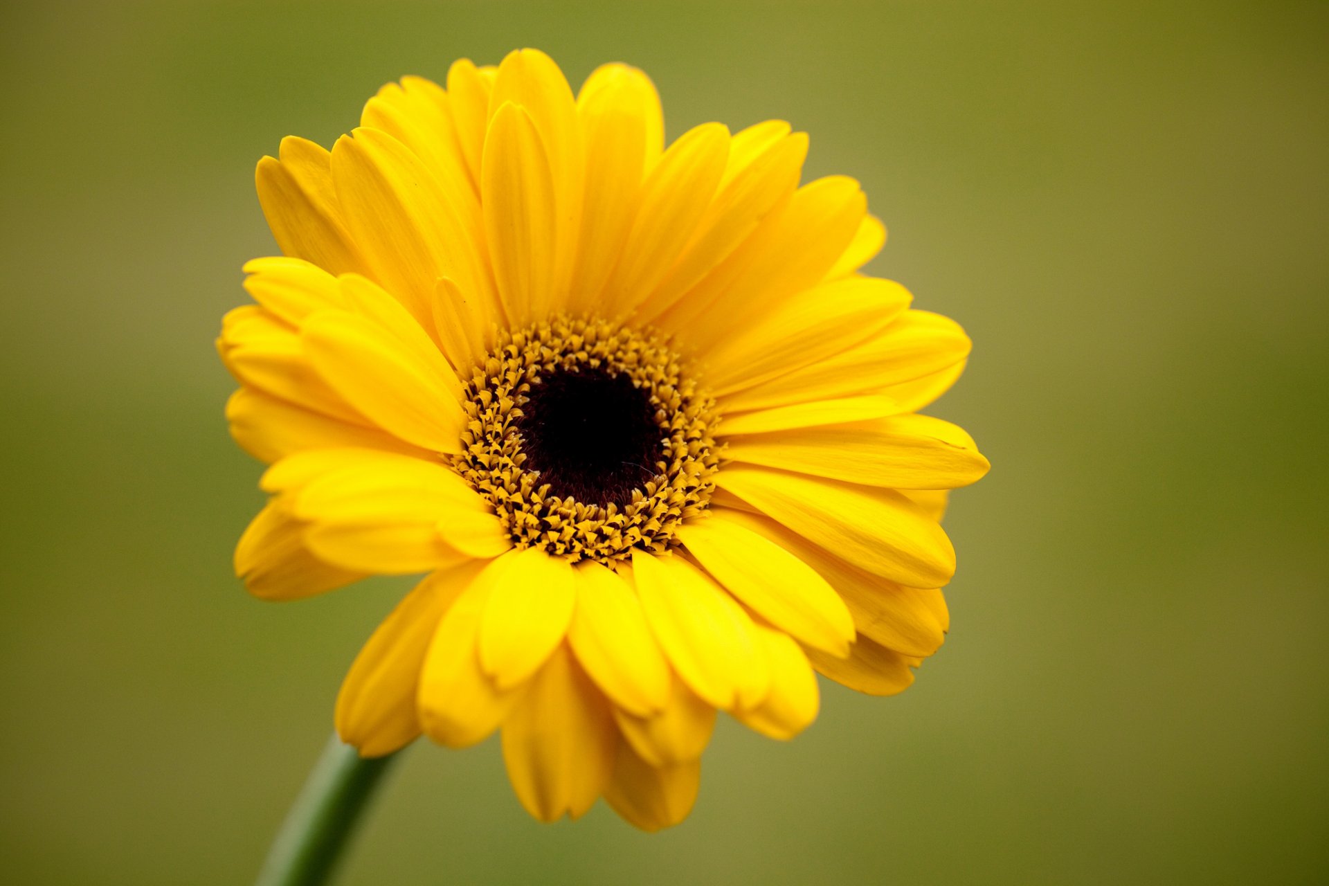 gerbera flor amarillo pétalos fondo verde