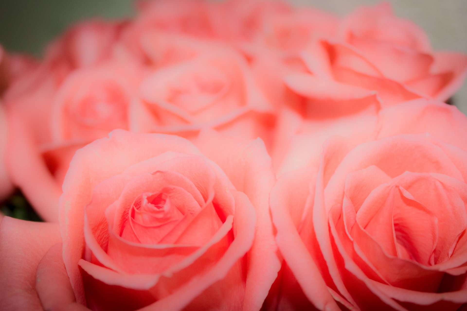 rosas flores fondo rosa brote