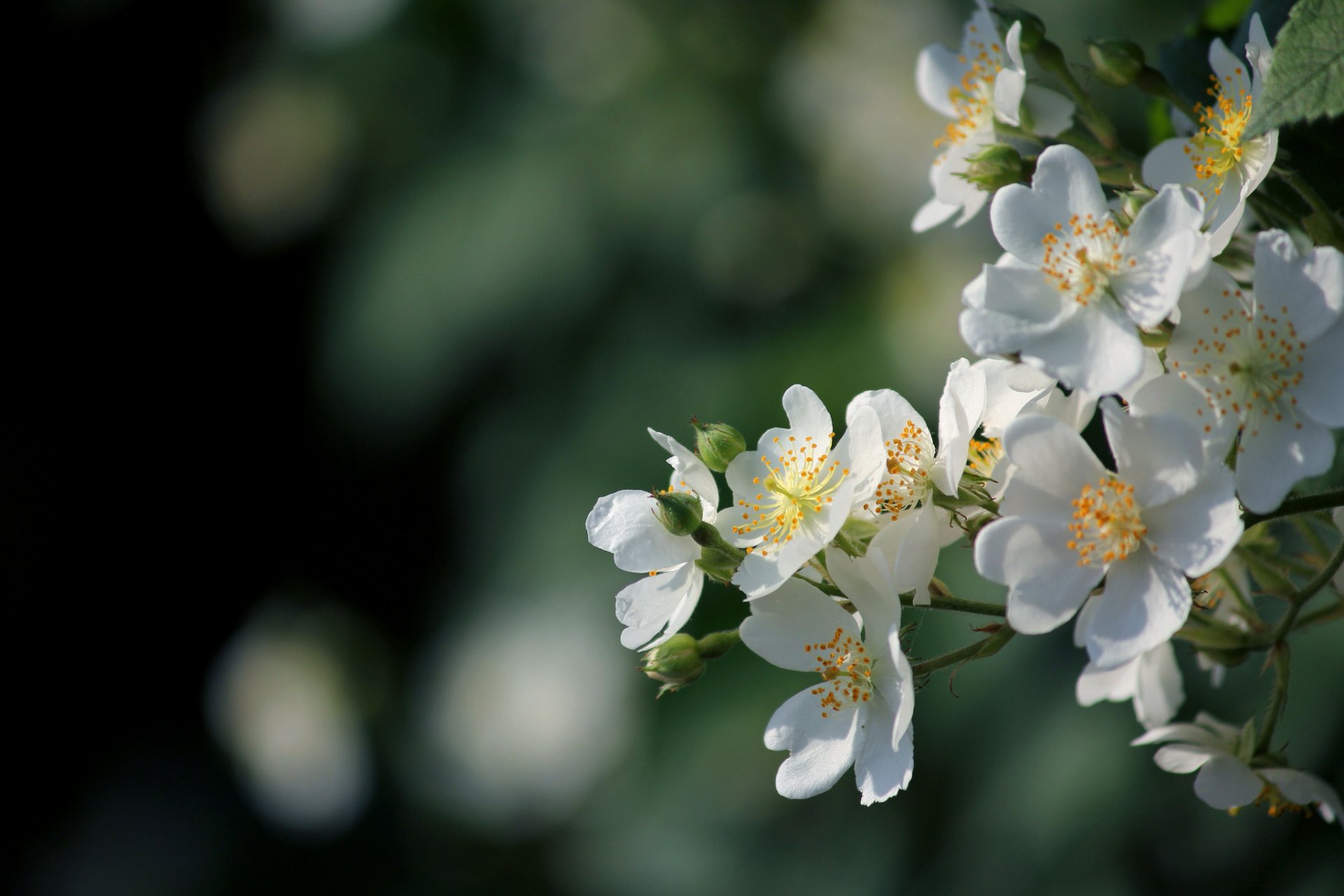 zweig blumen weiß blüte frühling blendung