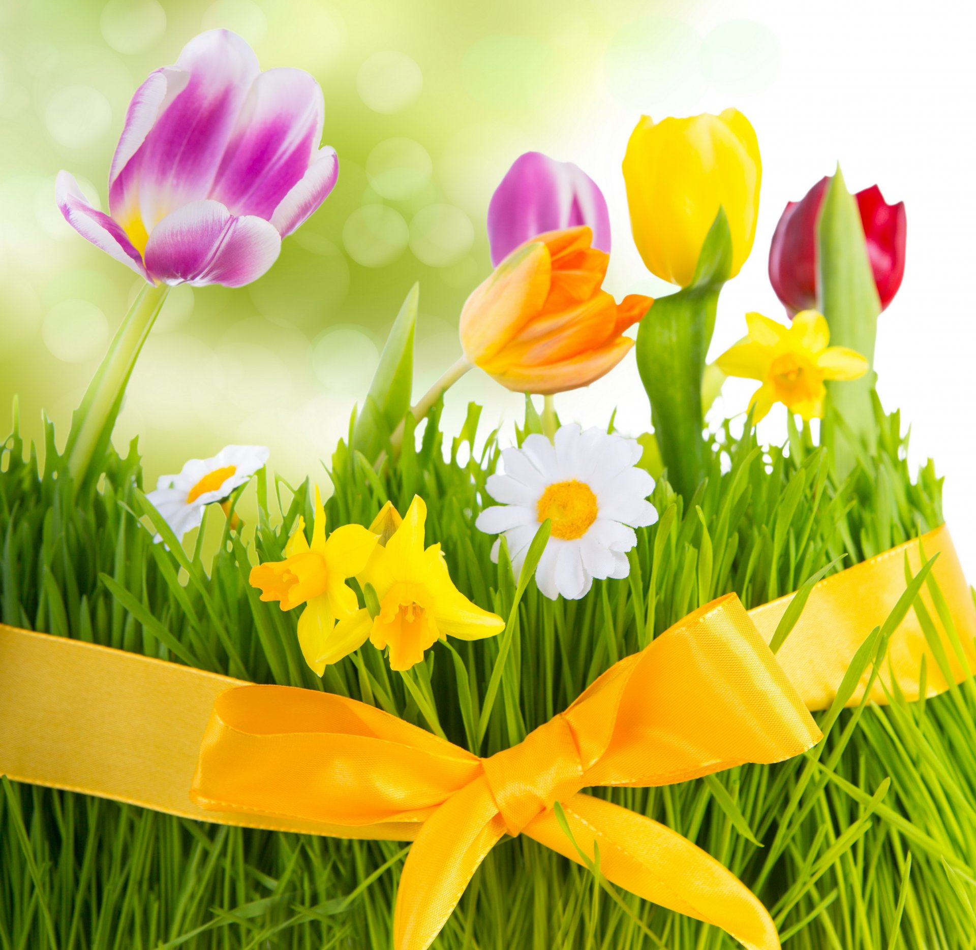 pring flowers tulips colorful fresh flower grass bow chamomile bloom meadow