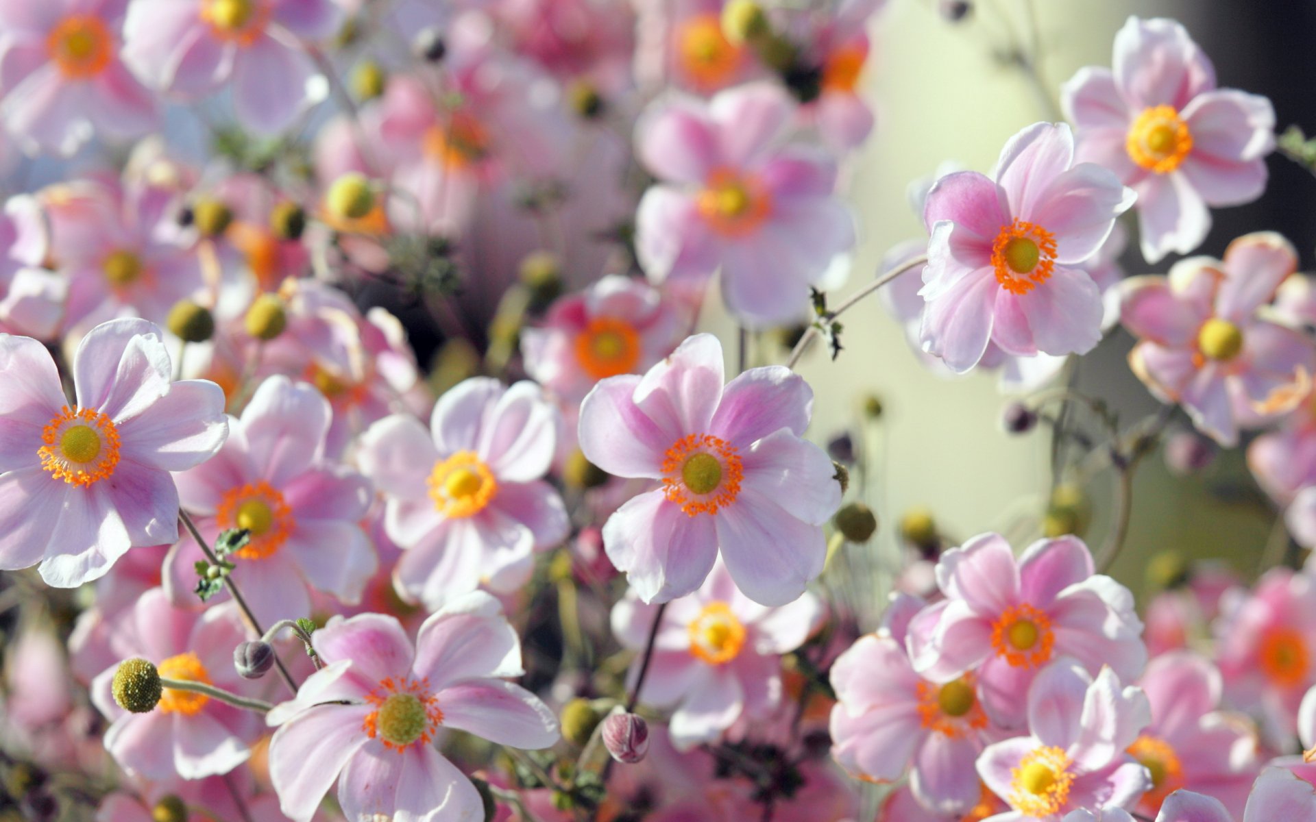 blumen sommer natur