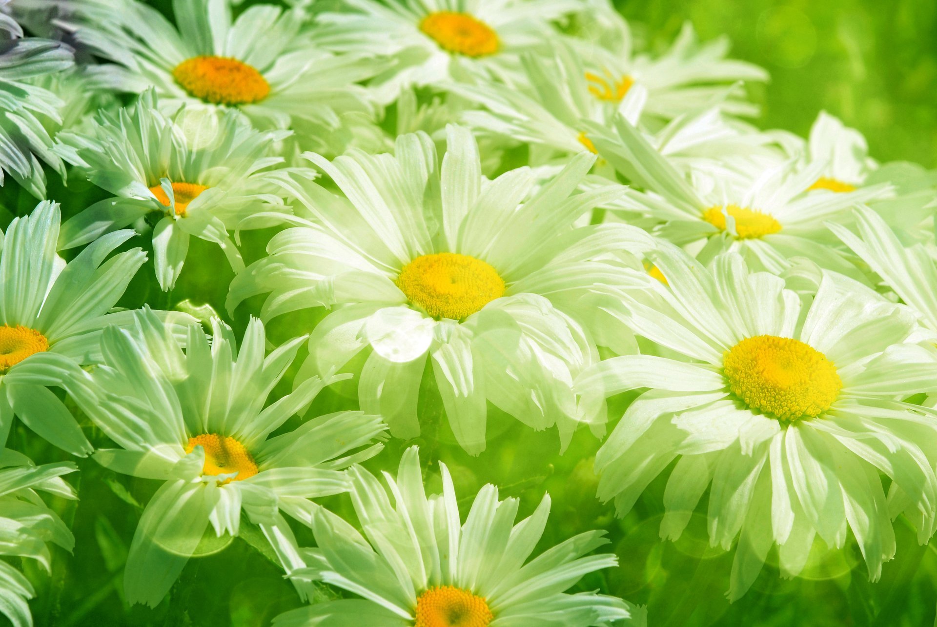 marguerites blanc feuilles vert fleurs herbe pré printemps fraîcheur beauté tache blanc transparent printemps flou