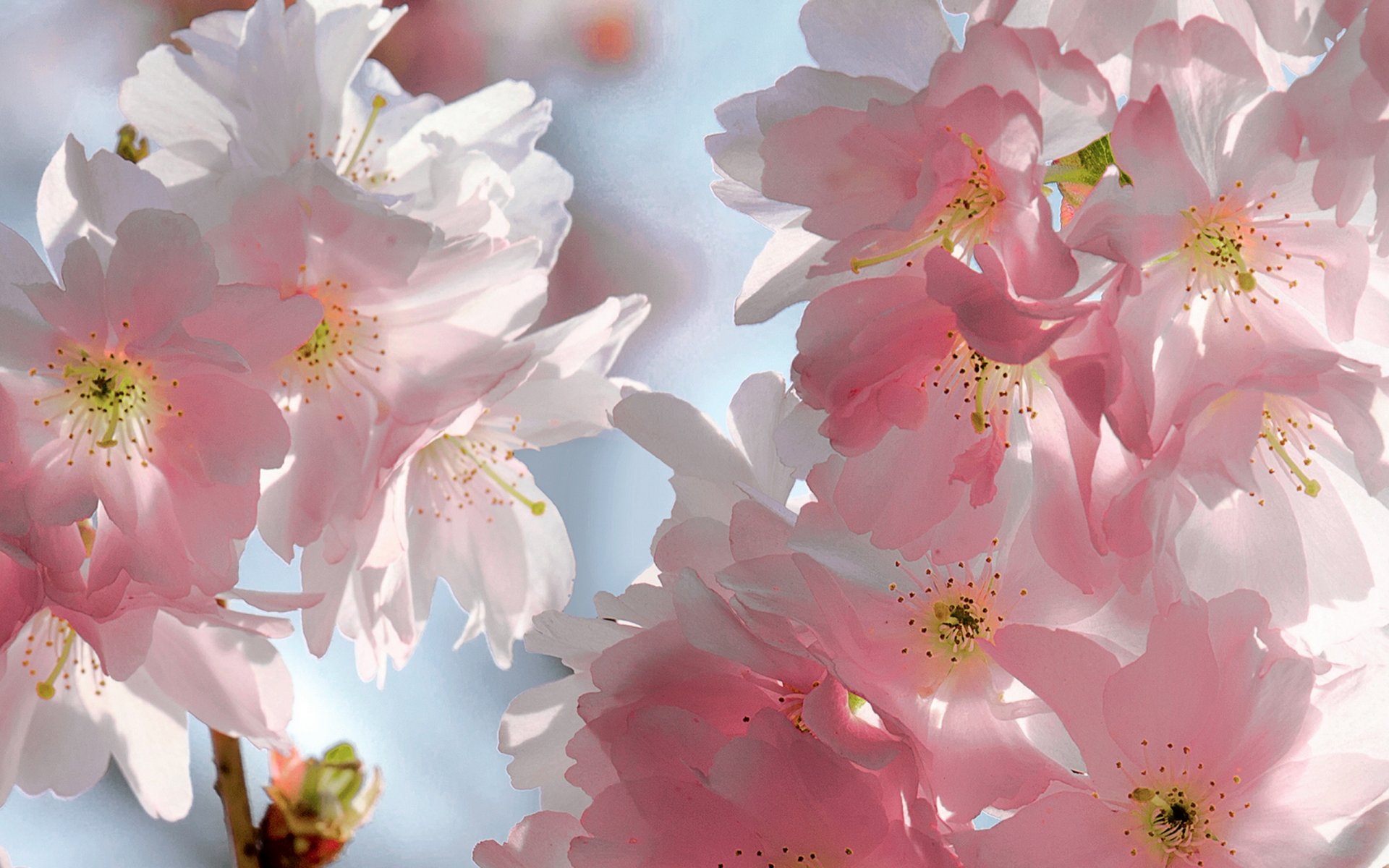 frühling blumen kirsche sakura festzug rosa blütenblätter himmel schönheit frühling blüte zart rosa knospen zweige blauer hintergrund