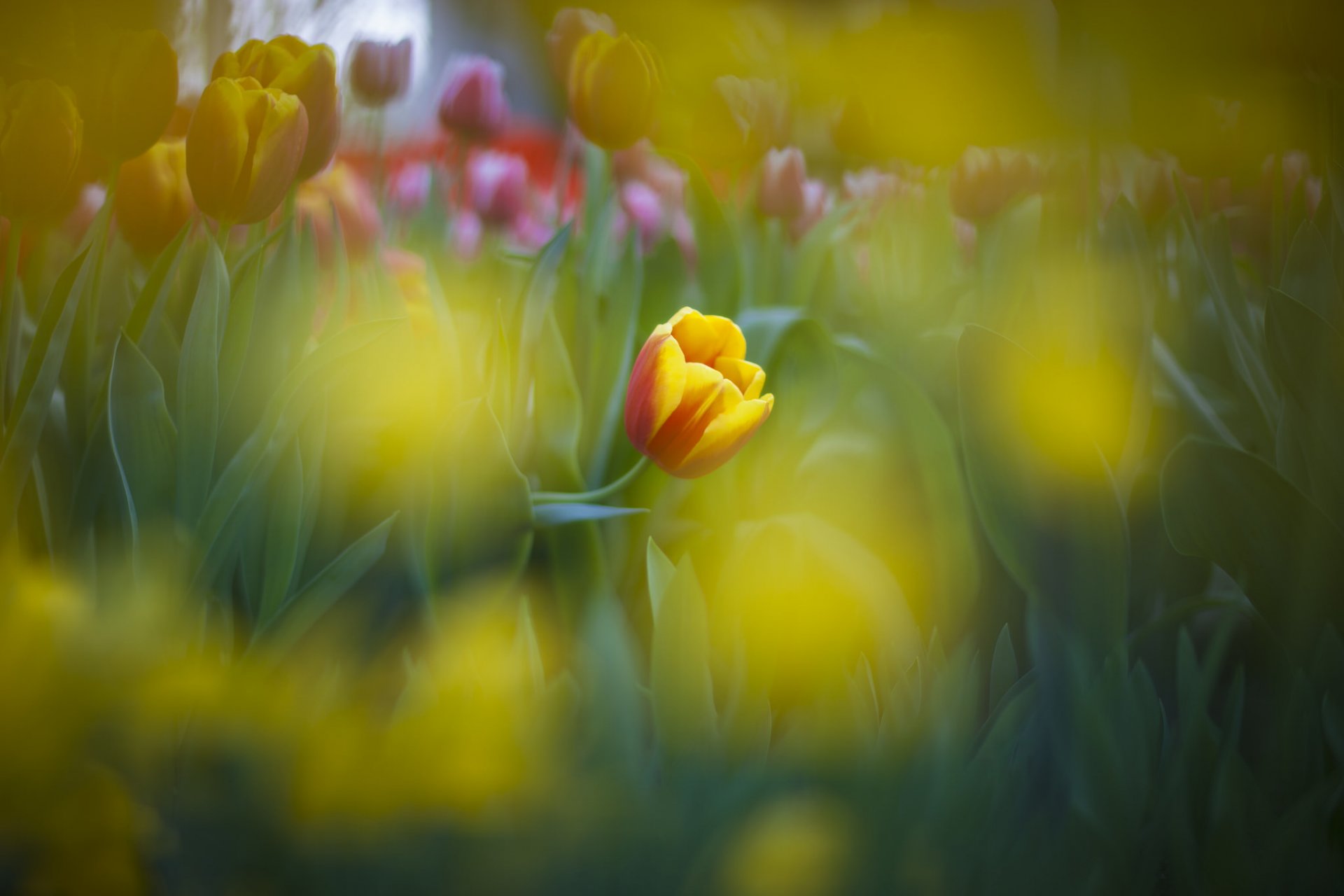 bed flower tulips reflection